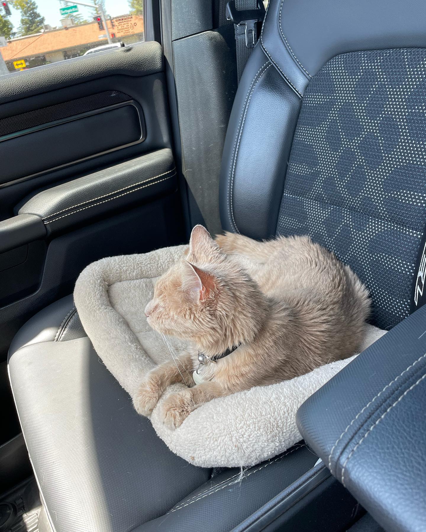 🤍⁣ Rest in Peace, little Rajah ⁣ June 18, 2023⁣ ⁣ Thank you for over 11 years of unconditional and nonstop love. I love you with my whole, entire heart ♥️ ⁣ I will miss your sweet...