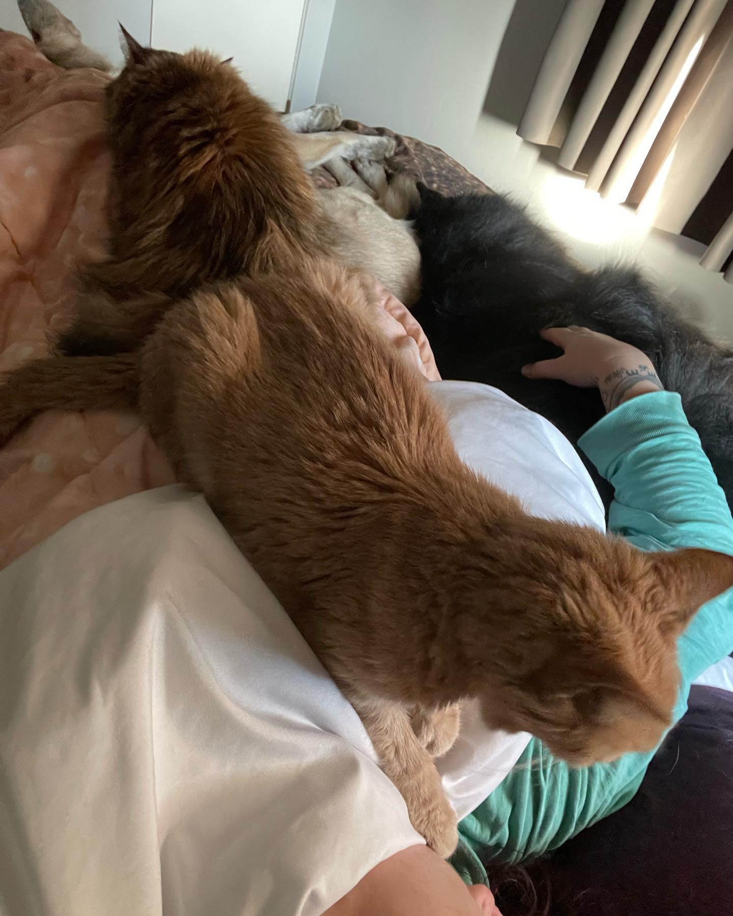 🤍⁣ Gypsy misses you, Princess Rajah. ⁣ Yesterday afternoon she jumped up on the cat tower and was sniffing your favorite ledge, and later in the evening she came back to rub her f...