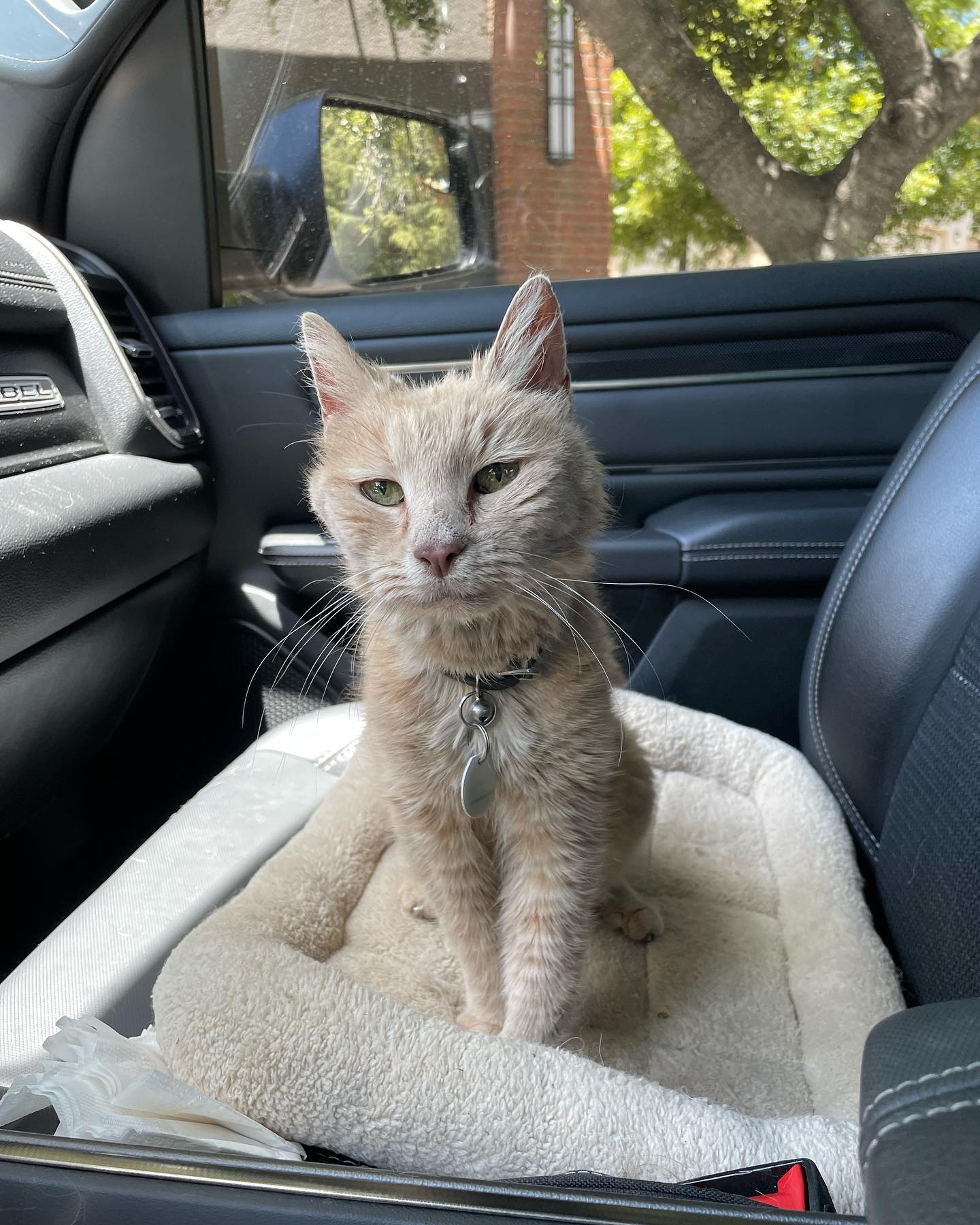 🤍⁣ Rest in Peace, little Rajah ⁣ June 18, 2023⁣ ⁣ Thank you for over 11 years of unconditional and nonstop love. I love you with my whole, entire heart ♥️ ⁣ I will miss your sweet...