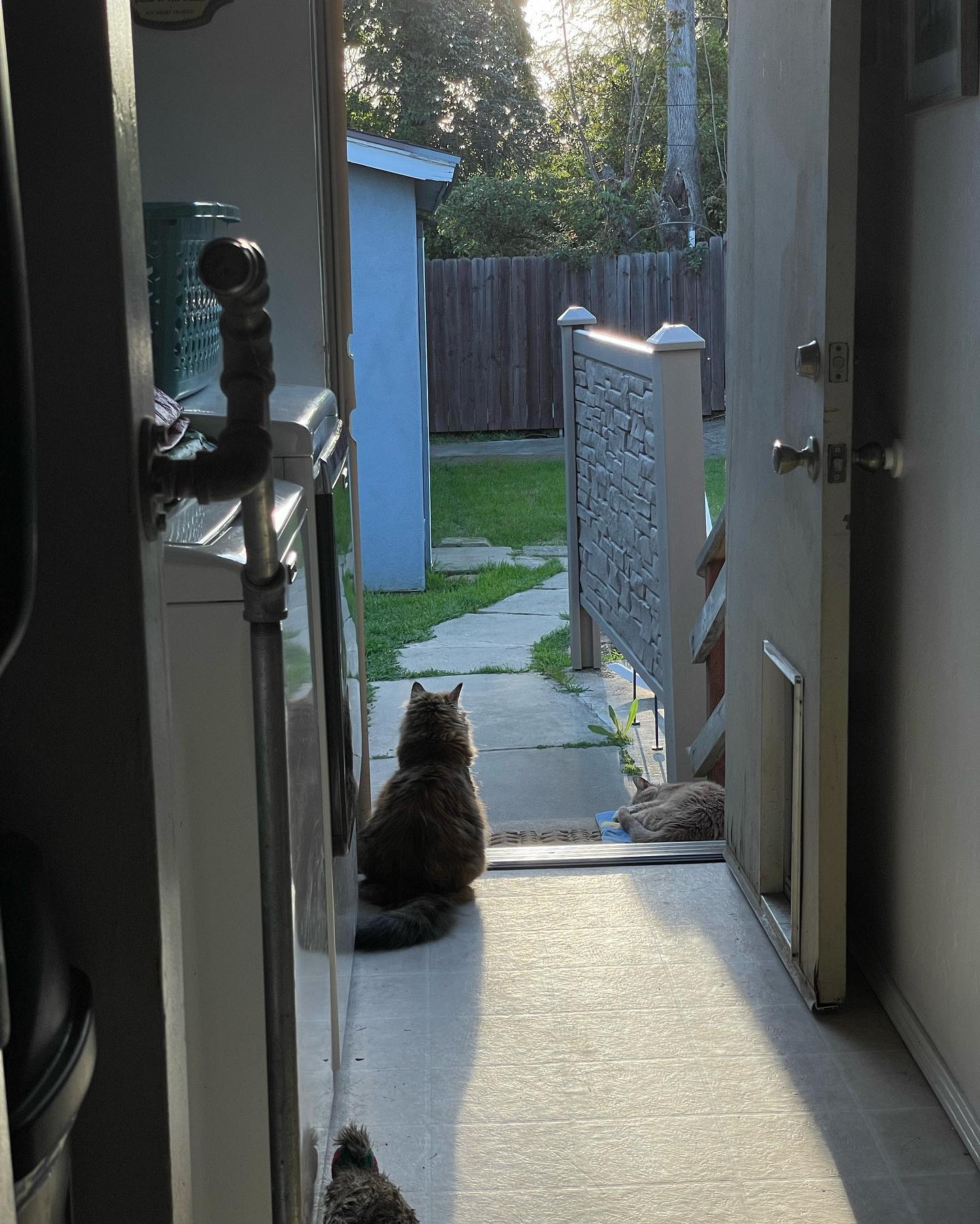 🤍⁣ Princess Rajah was so adventurous and loved being outdoors⁣ After I adopted her from her first family in 2012, she taught Gypsy how to jump up onto the balcony railing of our 2...