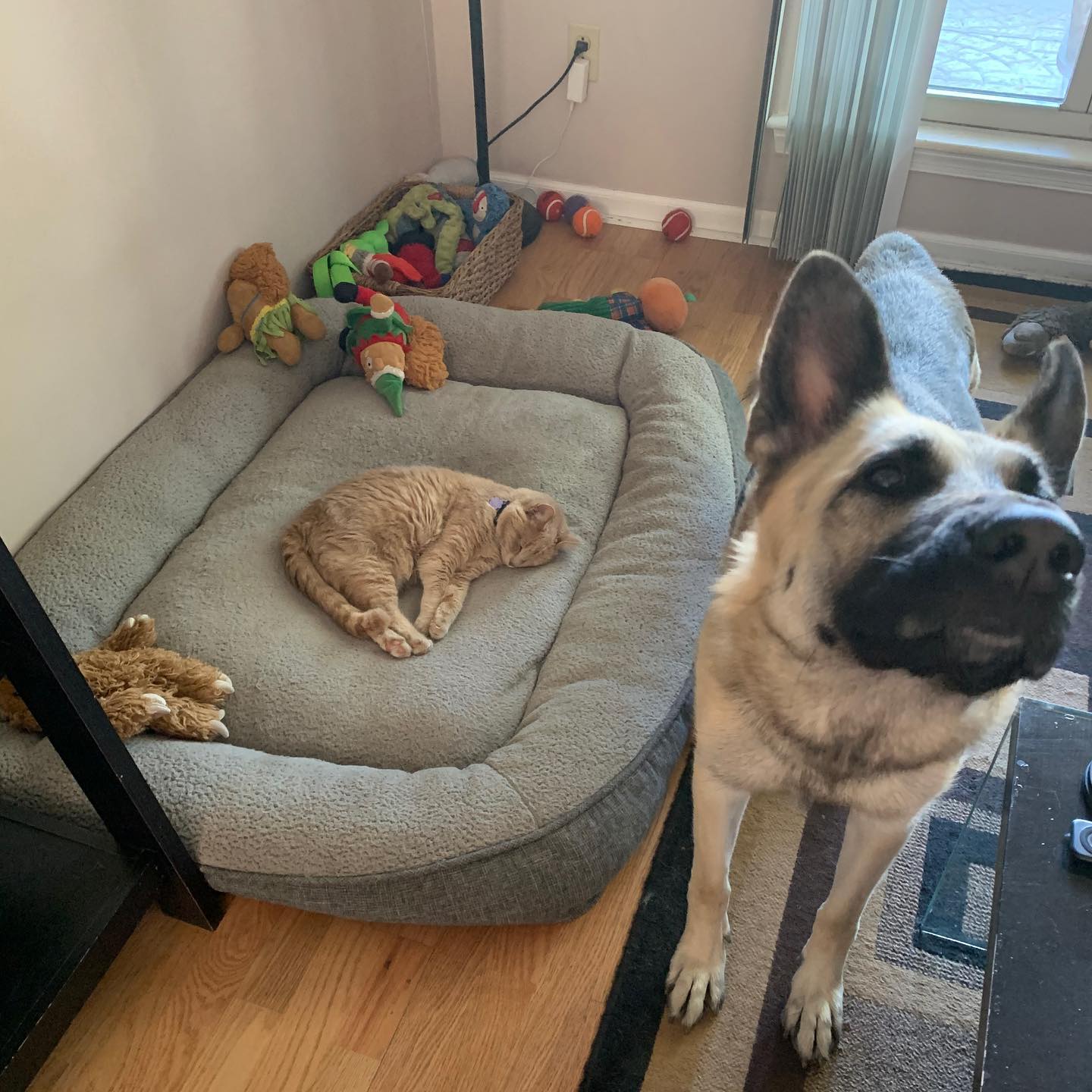 🤍⁣ I hope I did right by you, little Rajah. ⁣ I gave you a life of comfort and love. ⁣ I gave you a home and a family. ⁣ ⁣ You gave me an abundance of love that I will never forge...