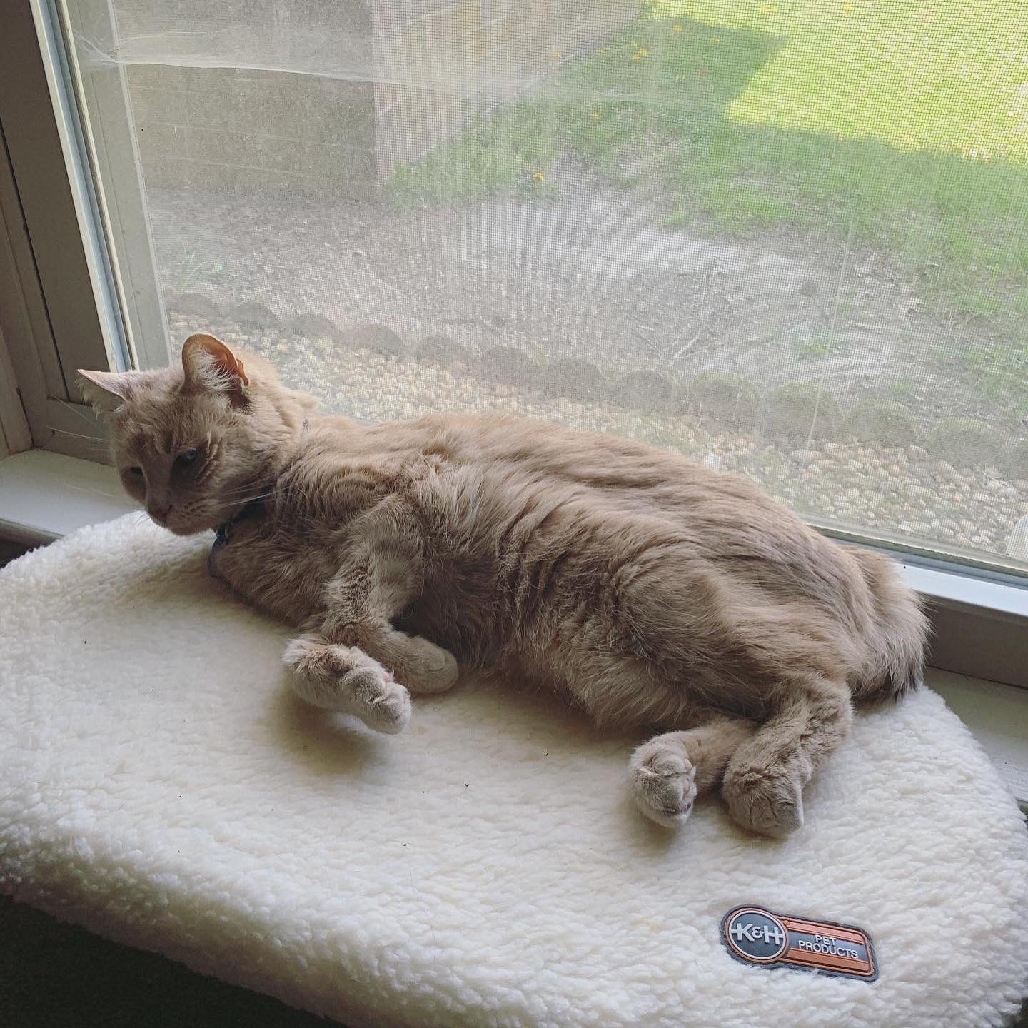 🤍⁣ I hope I did right by you, little Rajah. ⁣ I gave you a life of comfort and love. ⁣ I gave you a home and a family. ⁣ ⁣ You gave me an abundance of love that I will never forge...