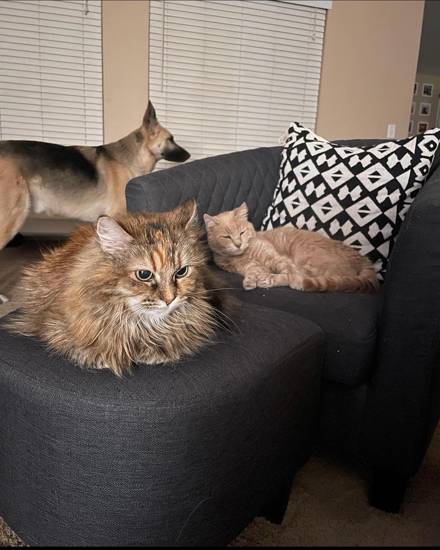 🤍⁣ Gypsy misses you, Princess Rajah. ⁣ Yesterday afternoon she jumped up on the cat tower and was sniffing your favorite ledge, and later in the evening she came back to rub her f...