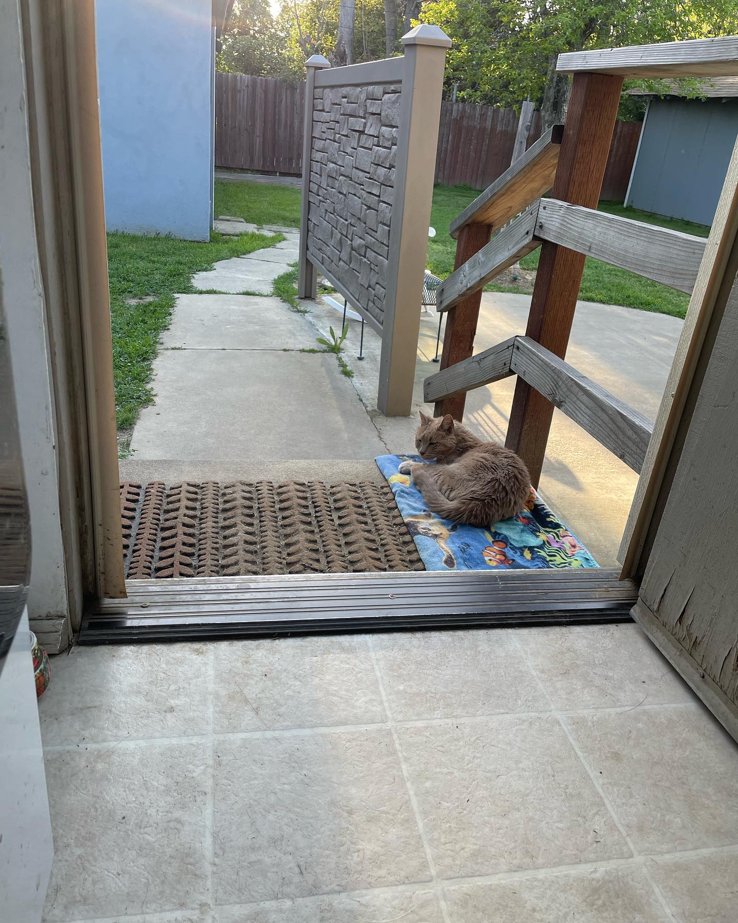 🤍⁣ Princess Rajah was so adventurous and loved being outdoors⁣ After I adopted her from her first family in 2012, she taught Gypsy how to jump up onto the balcony railing of our 2...