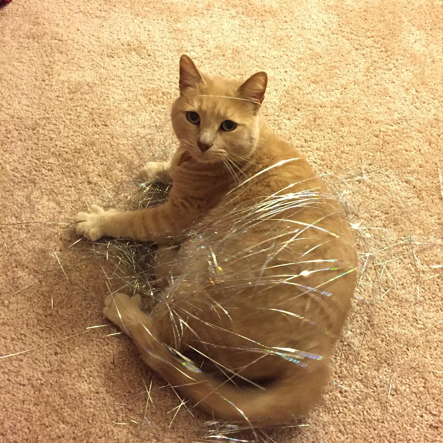 🤍⁣ I hope I did right by you, little Rajah. ⁣ I gave you a life of comfort and love. ⁣ I gave you a home and a family. ⁣ ⁣ You gave me an abundance of love that I will never forge...