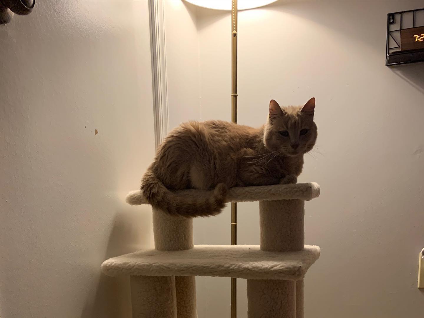 🤍⁣ Princess Rajah