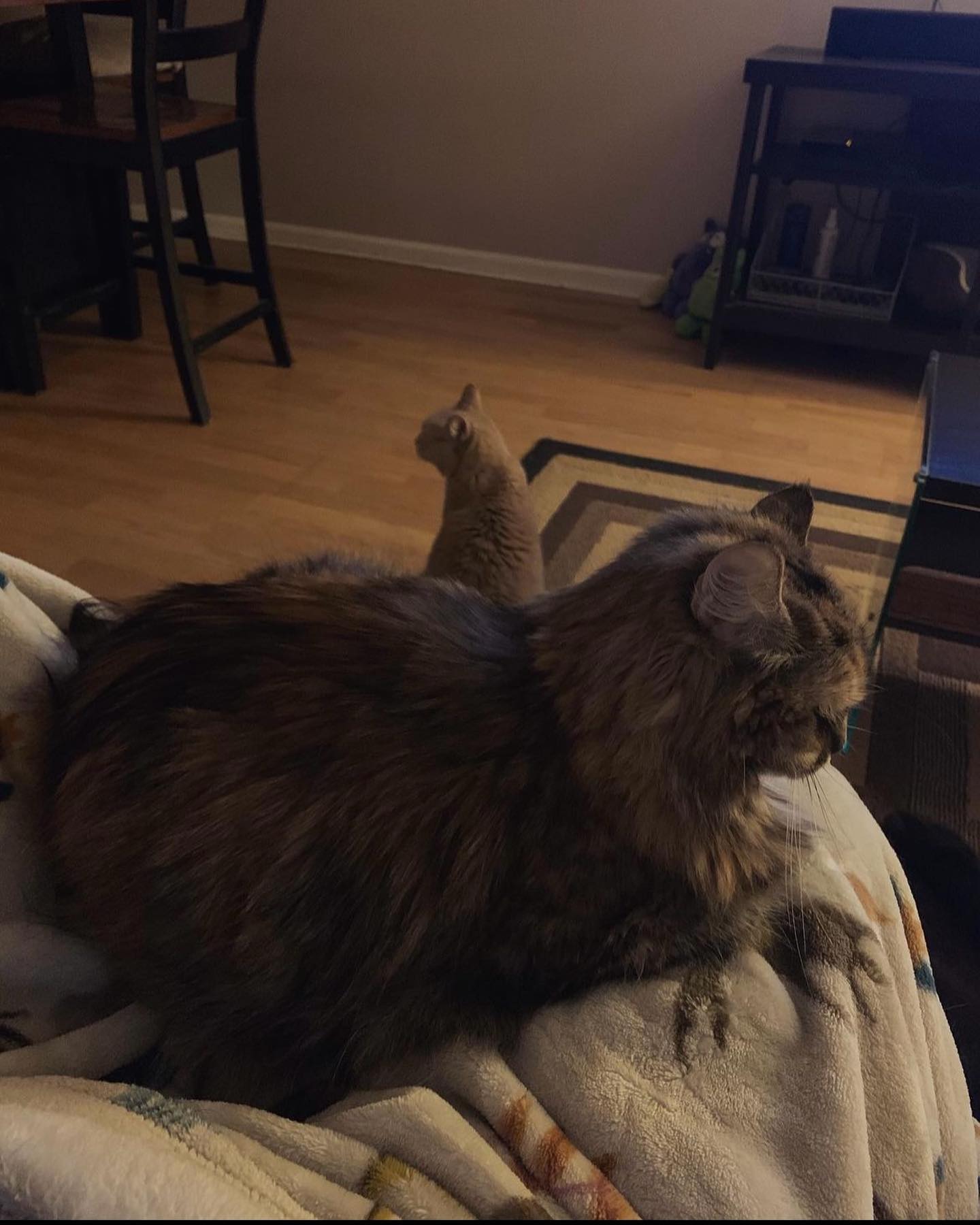 🤍⁣ Gypsy misses you, Princess Rajah. ⁣ Yesterday afternoon she jumped up on the cat tower and was sniffing your favorite ledge, and later in the evening she came back to rub her f...