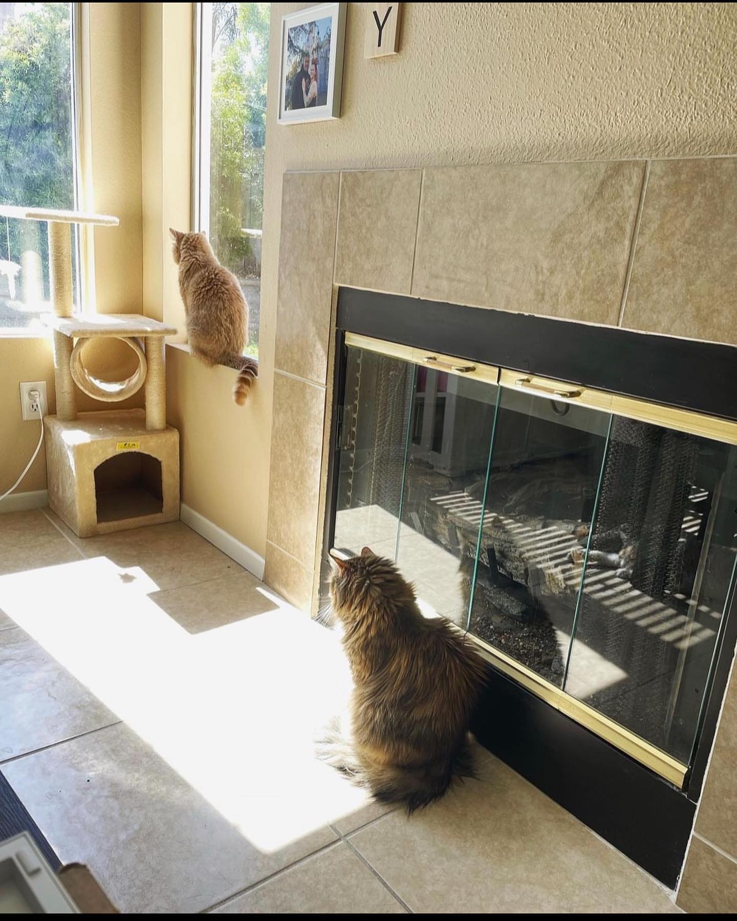 🤍⁣ Gypsy misses you, Princess Rajah. ⁣ Yesterday afternoon she jumped up on the cat tower and was sniffing your favorite ledge, and later in the evening she came back to rub her f...