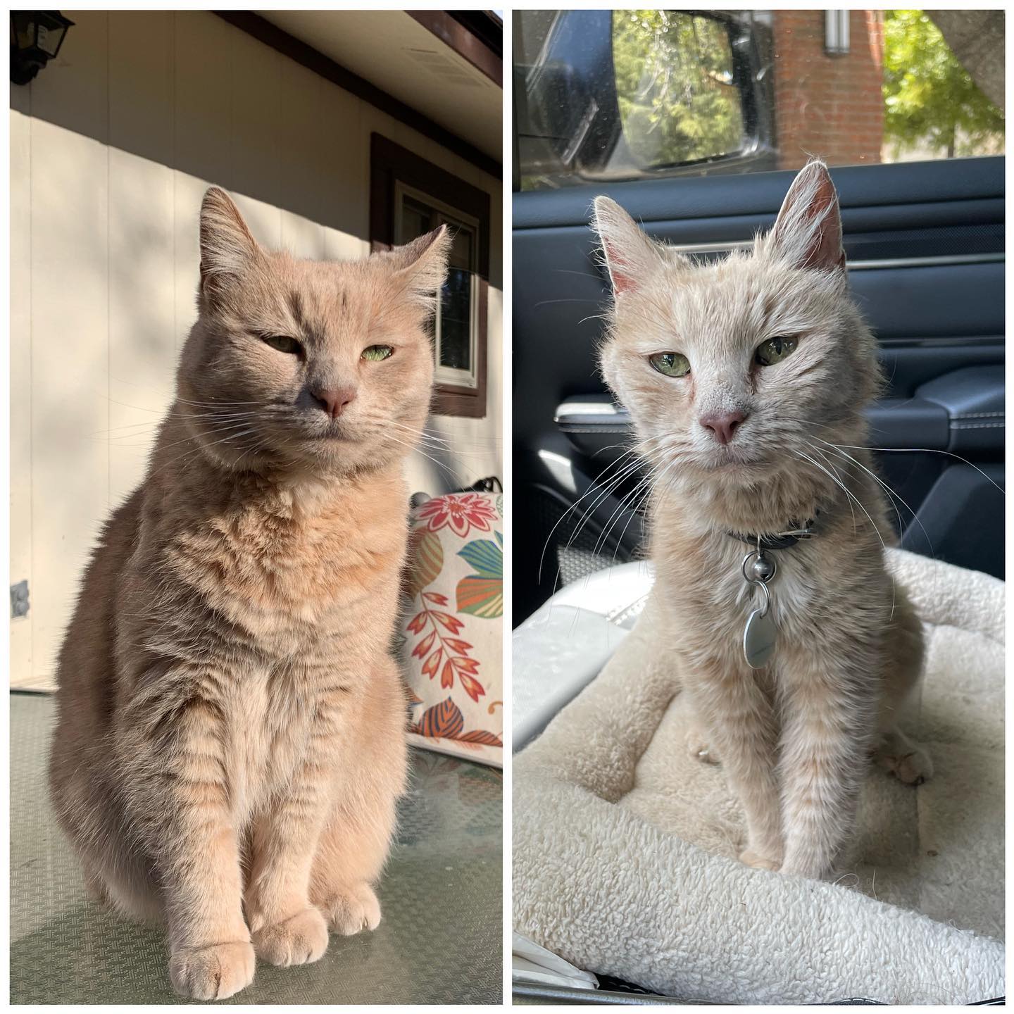 🤍⁣ One month without my sweet Princess⁣ Thank you for your 11 years of love and companionship, little Rajah. ⁣ I miss you everyday