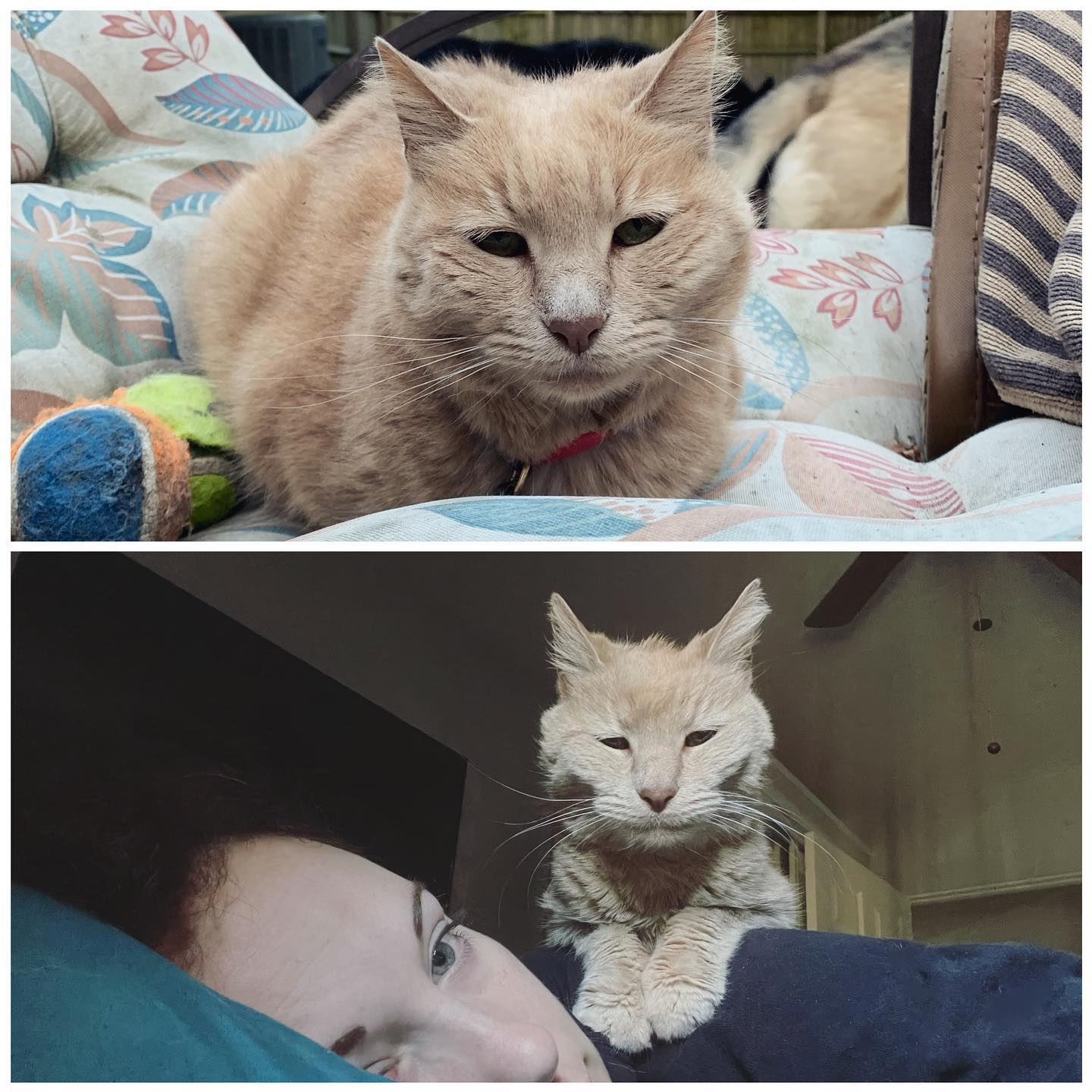 🤍⁣ One month without my sweet Princess⁣ Thank you for your 11 years of love and companionship, little Rajah. ⁣ I miss you everyday