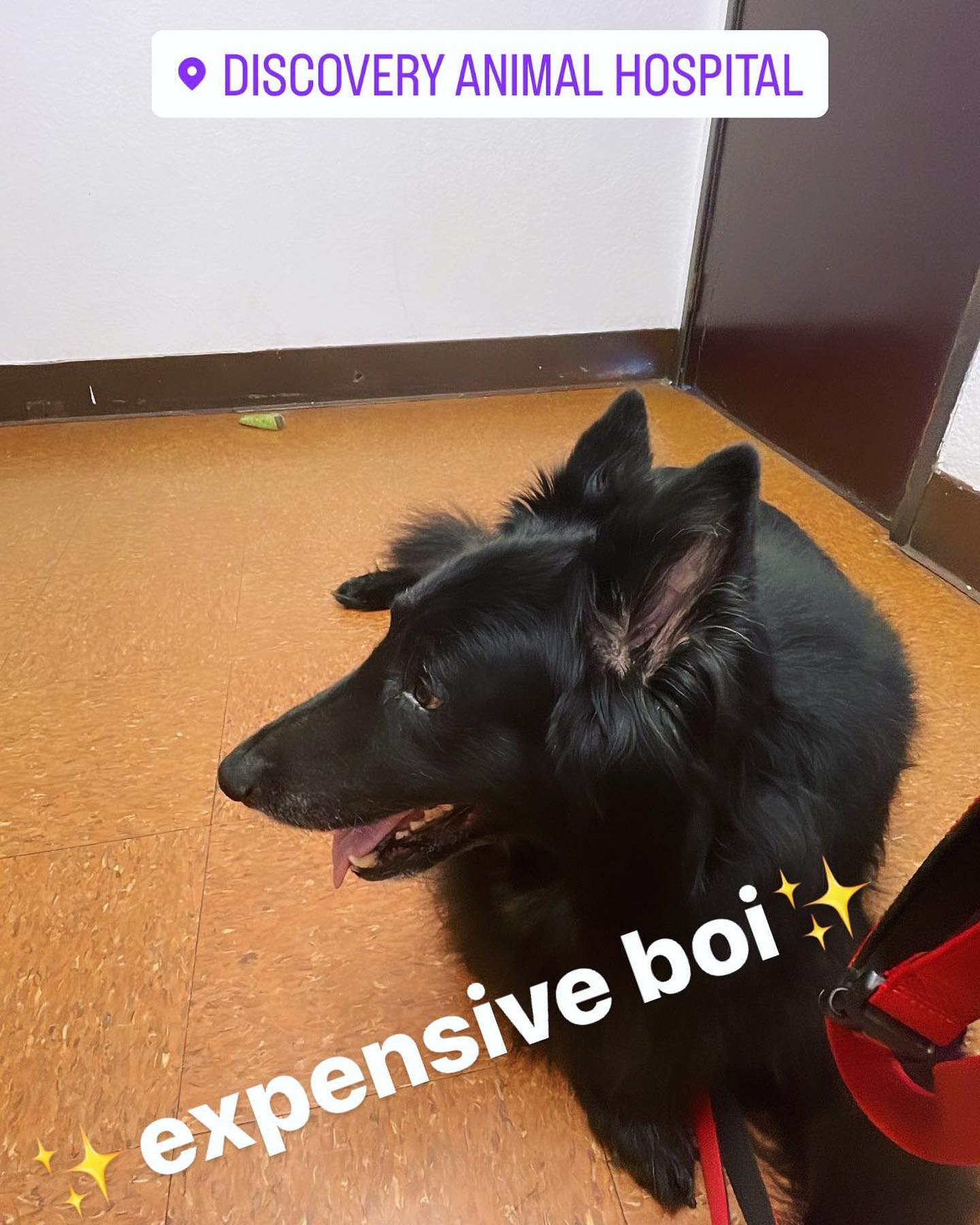 ⁣ A series of Sirius being an ✨expensive boi✨ ⁣ • June - Ear infection ⁣ • early September - Tummy troubles ⁣ • late September - Being treated for limping ⁣ Thank you @carecredit...