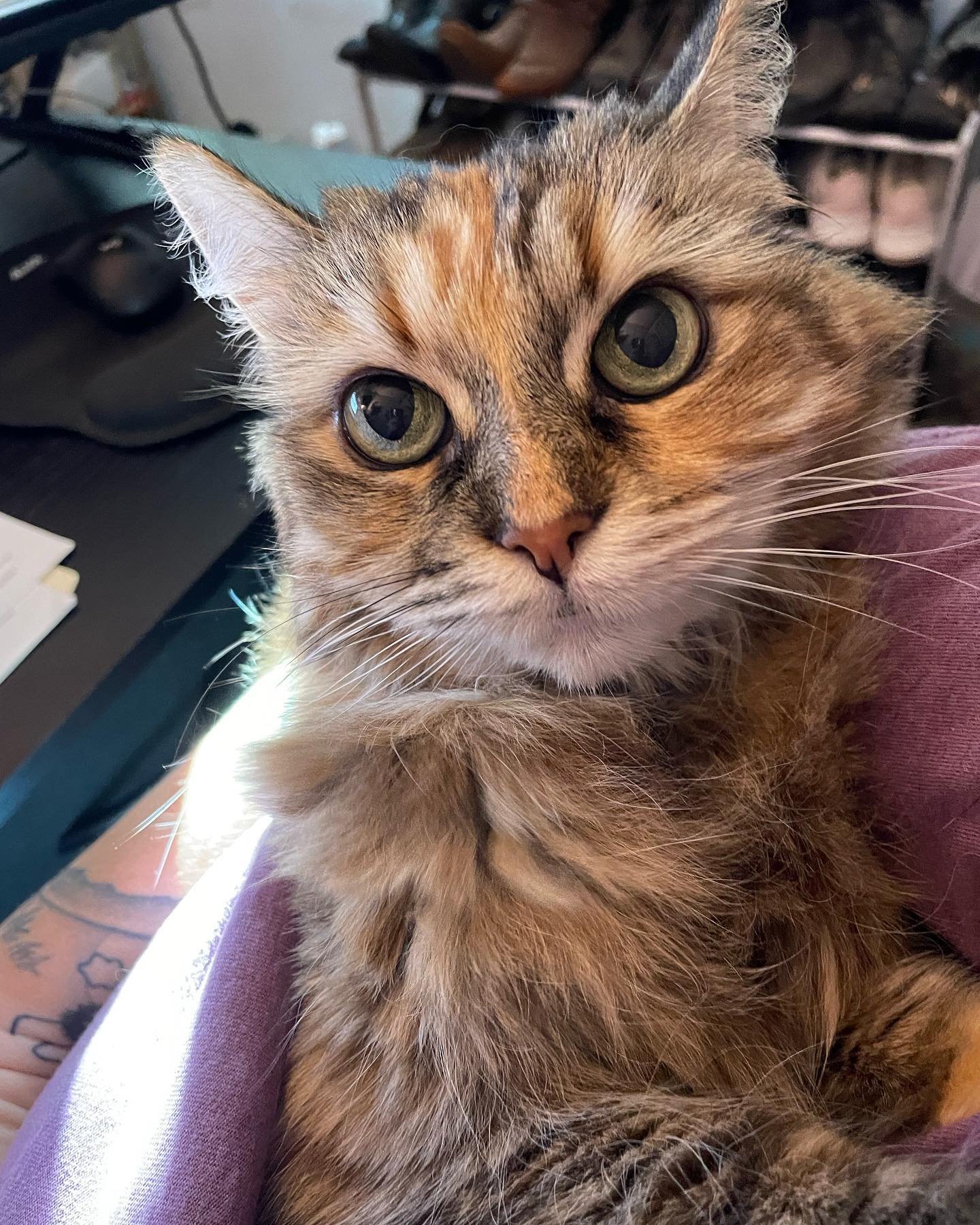 ⁣ Sep 27, 2023: I has da baby ⁣ ⁣ #mainecoon (mix 😻) #mainecooncat #mainecooncatsofinstagram #catsofinstagram #catsofinsta #catsofig #catstagram
