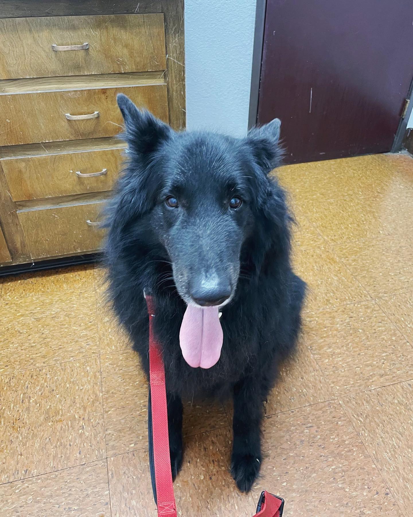 ⁣ A series of Sirius being an ✨expensive boi✨ ⁣ • June - Ear infection ⁣ • early September - Tummy troubles ⁣ • late September - Being treated for limping ⁣ Thank you @carecredit...