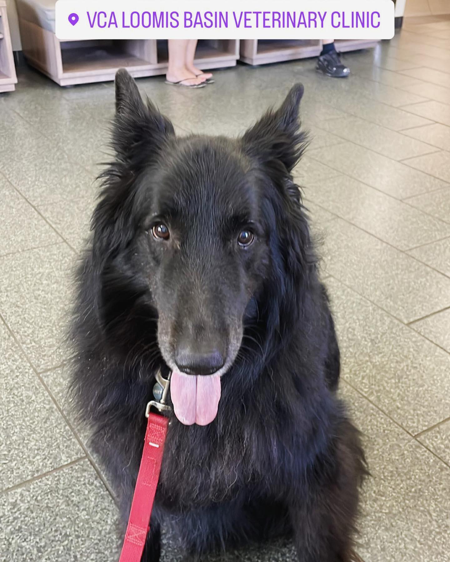 ⁣ A series of Sirius being an ✨expensive boi✨ ⁣ • June - Ear infection ⁣ • early September - Tummy troubles ⁣ • late September - Being treated for limping ⁣ Thank you @carecredit...