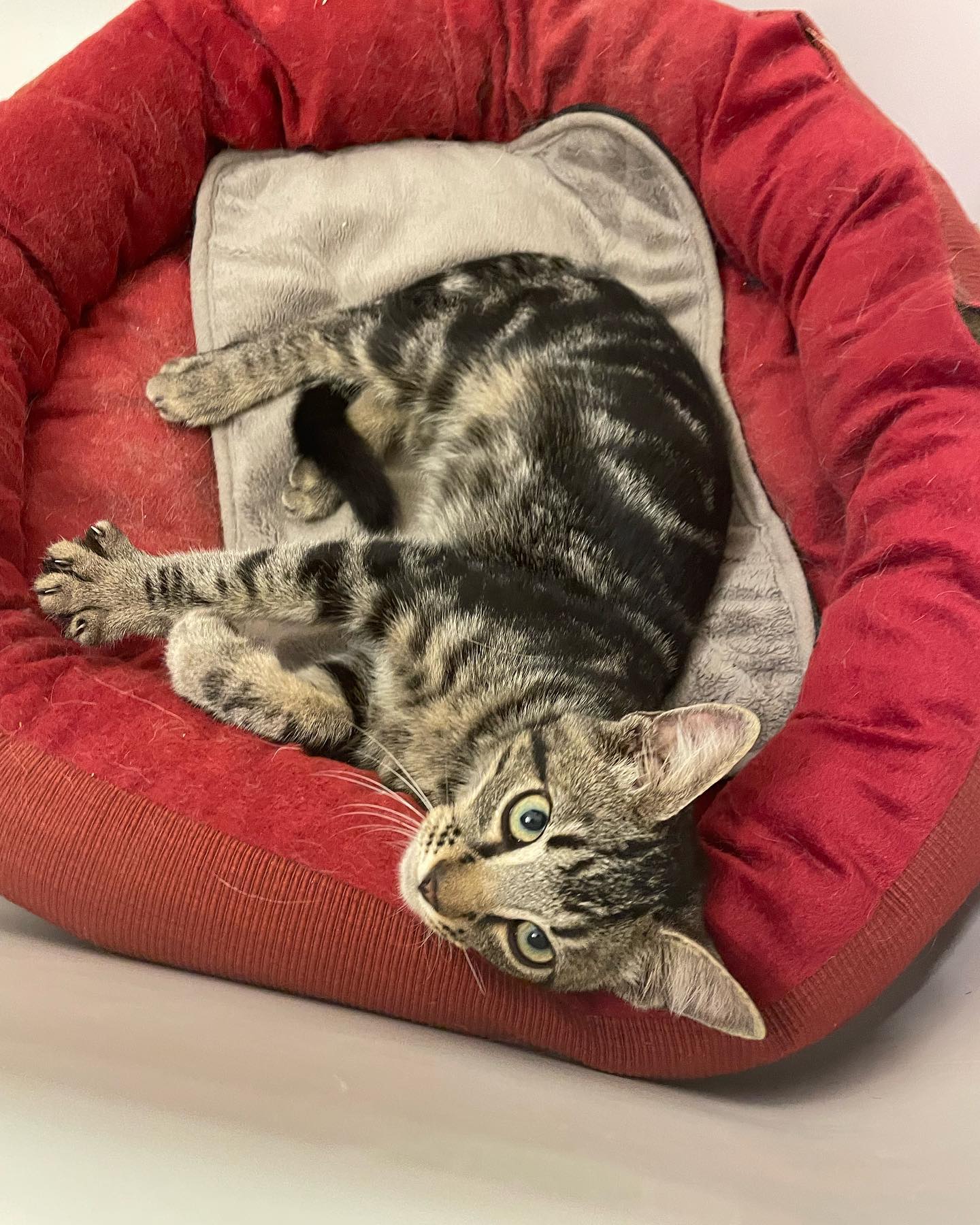 ⁣ Eamonn 🐱⁣ ⁣ This sweet kitten was dumped in front of my house by a red Toyota Corolla on 10/08/2023. He is now with his forever home 🤍 ⁣ ⁣ #found #lostandfound #lostandfoundpets...