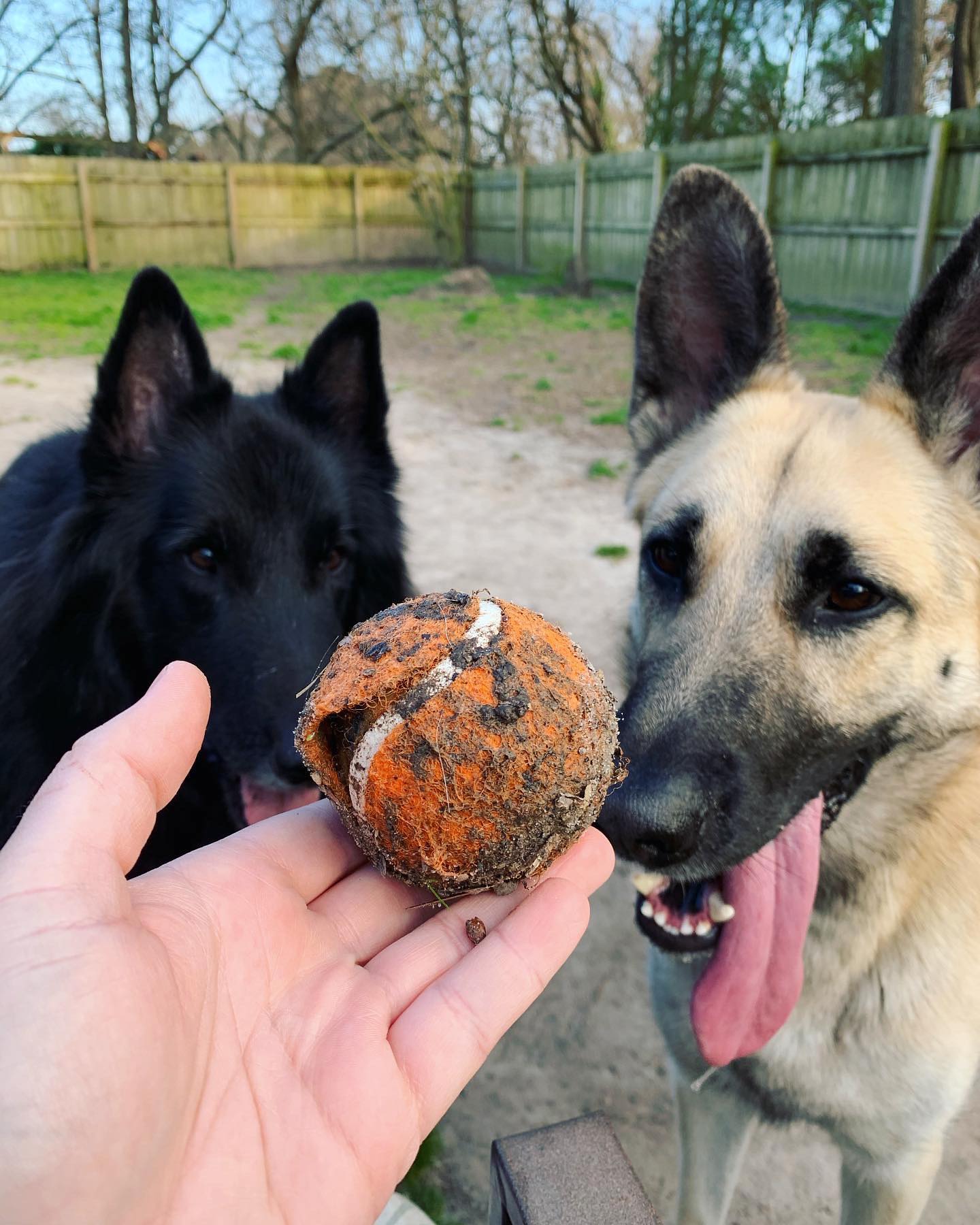 ⁣ Oct 20, 2023: 🎂 Happy 6th birthday to my good boy, Loki Neelix! 💚 ⁣ We celebrated with some @freshpet hamburger patties, turkey bacon, and whipped cream 😋 And of course yet anot...