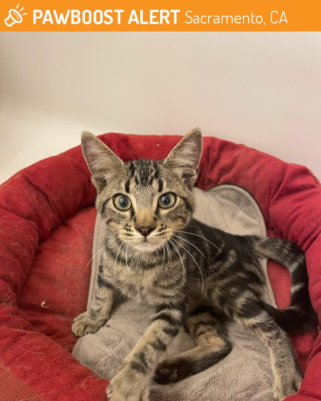 ⁣ Eamonn 🐱⁣ ⁣ This sweet kitten was dumped in front of my house by a red Toyota Corolla on 10/08/2023. He is now with his forever home 🤍 ⁣ ⁣ #found #lostandfound #lostandfoundpets...