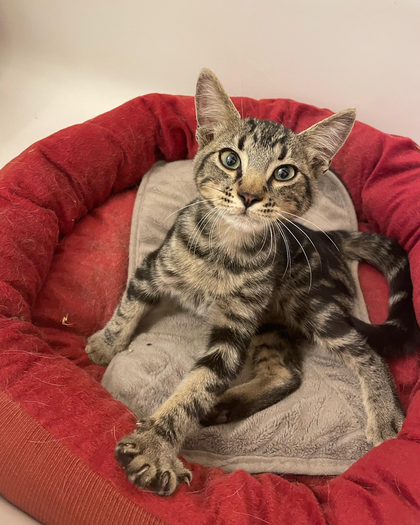 ⁣ Eamonn 🐱⁣ ⁣ This sweet kitten was dumped in front of my house by a red Toyota Corolla on 10/08/2023. He is now with his forever home 🤍 ⁣ ⁣ #found #lostandfound #lostandfoundpets...
