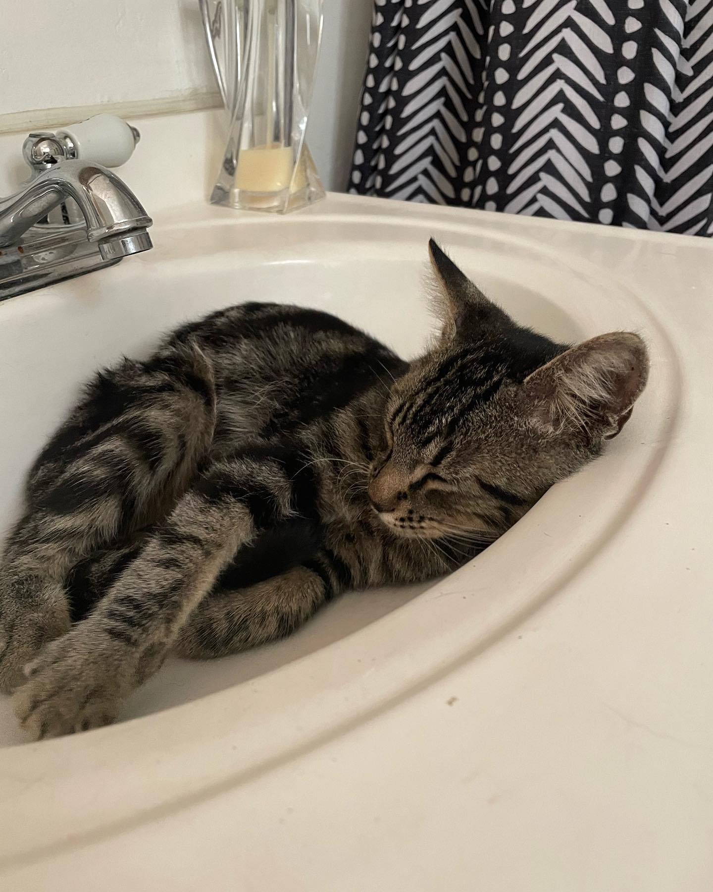 ⁣ Eamonn 🐱⁣ ⁣ This sweet kitten was dumped in front of my house by a red Toyota Corolla on 10/08/2023. He is now with his forever home 🤍 ⁣ ⁣ #found #lostandfound #lostandfoundpets...