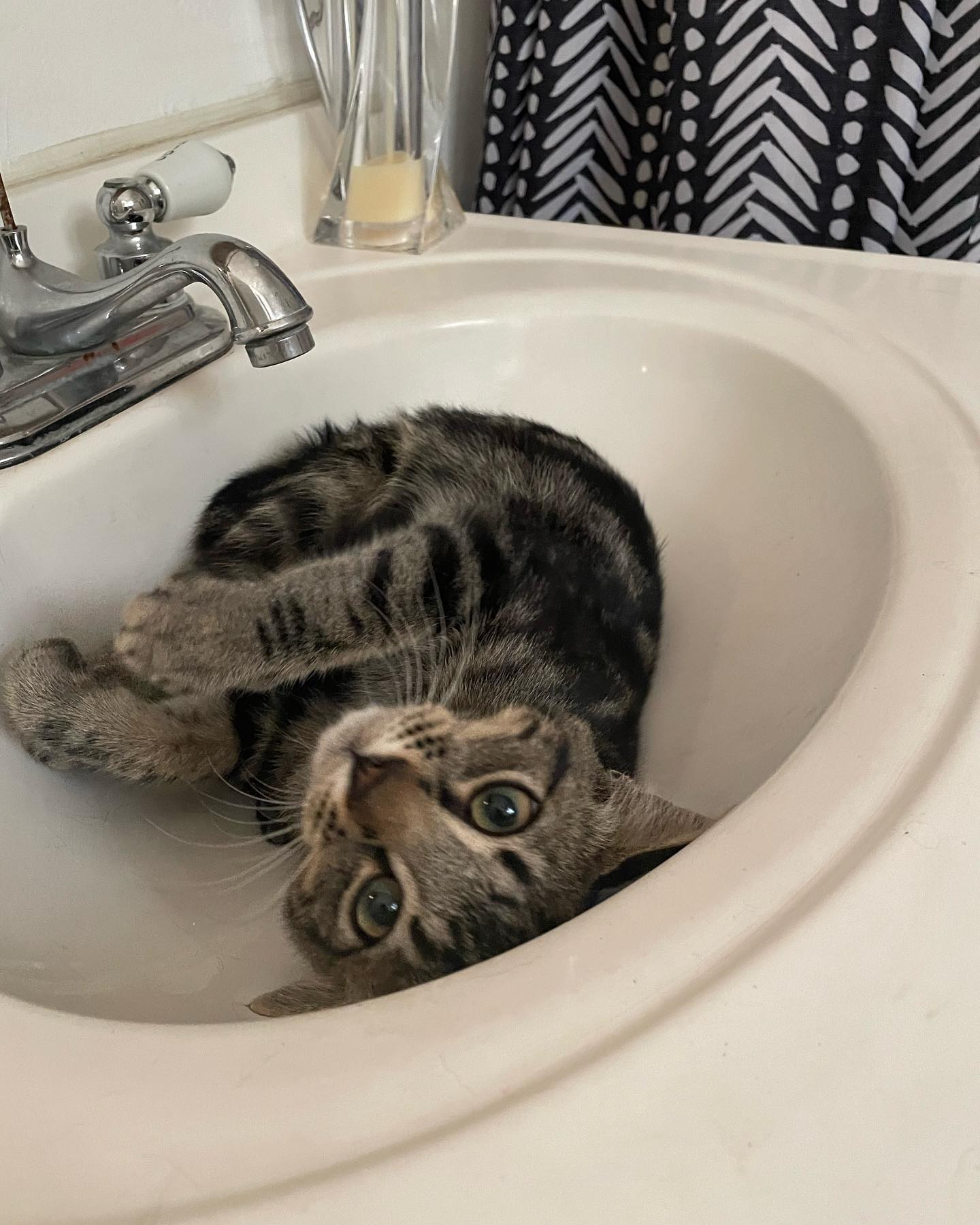 ⁣ Eamonn 🐱⁣ ⁣ This sweet kitten was dumped in front of my house by a red Toyota Corolla on 10/08/2023. He is now with his forever home 🤍 ⁣ ⁣ #found #lostandfound #lostandfoundpets...