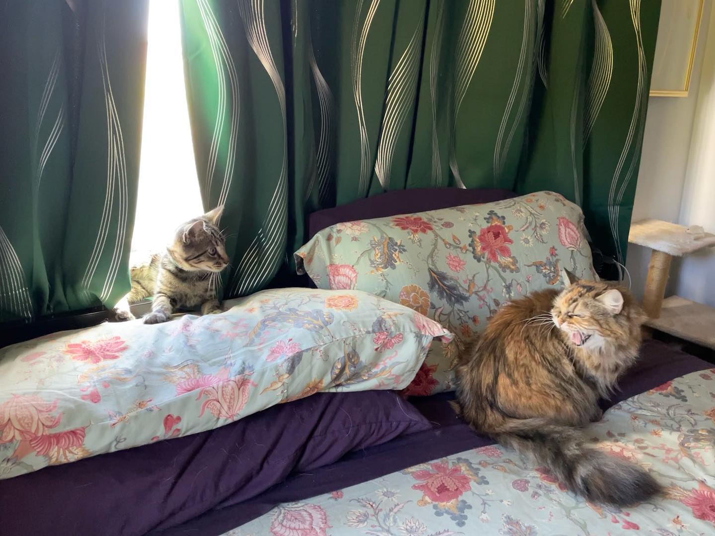 ⁣ Oct 29, 2023: Gypsy was not a fan of wee baby Eamonn 😾 ⁣ ⁣ #mainecoon (mix 😼) #mainecooncat #mainecooncatsofinstagram #catsofinstagram #catsofig #catsofinsta #catstagram #angryc...