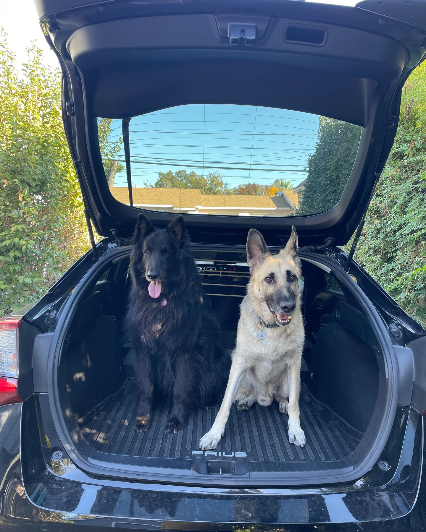 ⁣ Nov 8, 2023: Prius Boyz ⁣ ⁣ #germanshepherd #germanshepherdsofinstagram #gsd #belgianshepherd #belgianshepherdgroenendael #groenendael #dogsofinstagram #dogsofinsta #dogsofig #d...