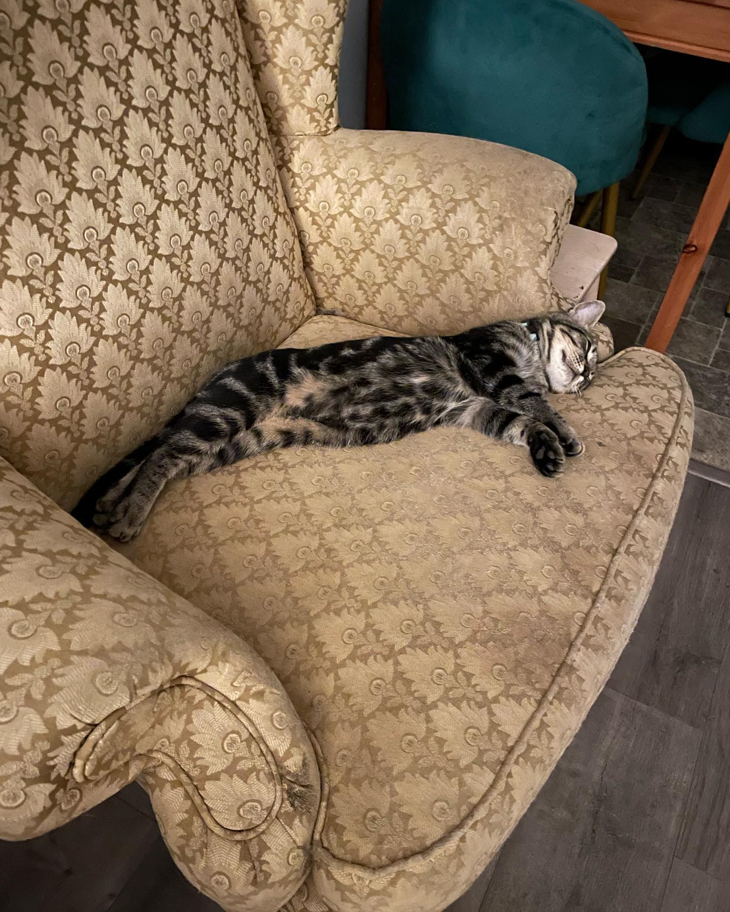 ⁣ Oct 29, 2023: My little sweetie pie Eamonn left for his new home 🥺 ⁣🥹 Luckily he found his forever home with an old friend of mine, so I can see the big boy he grows up to be! I...