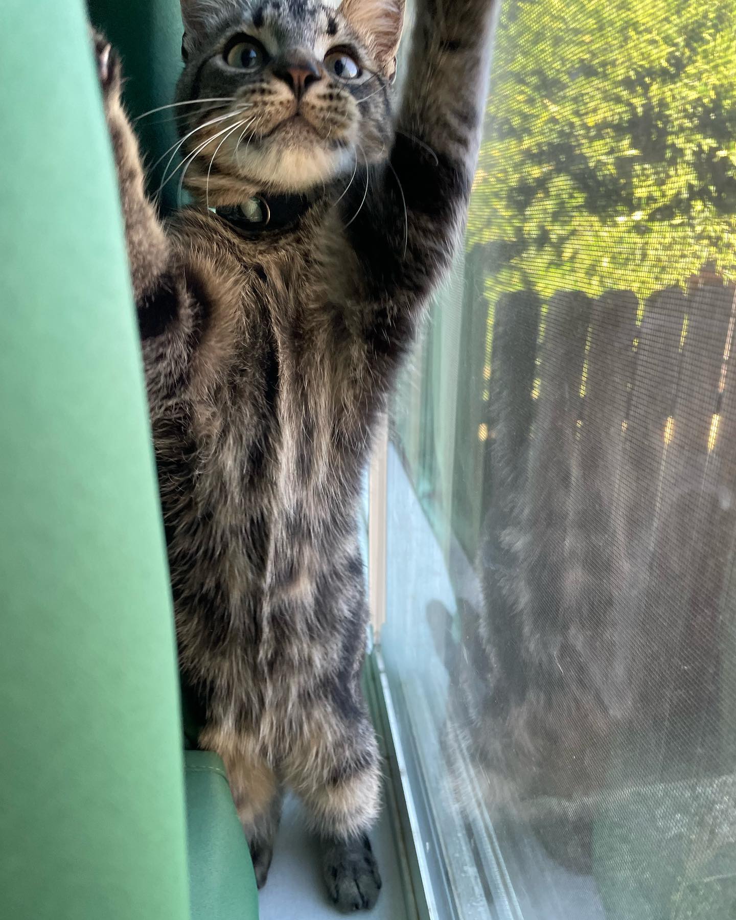 ⁣ Oct 29, 2023: My little sweetie pie Eamonn left for his new home 🥺 ⁣🥹 Luckily he found his forever home with an old friend of mine, so I can see the big boy he grows up to be! I...