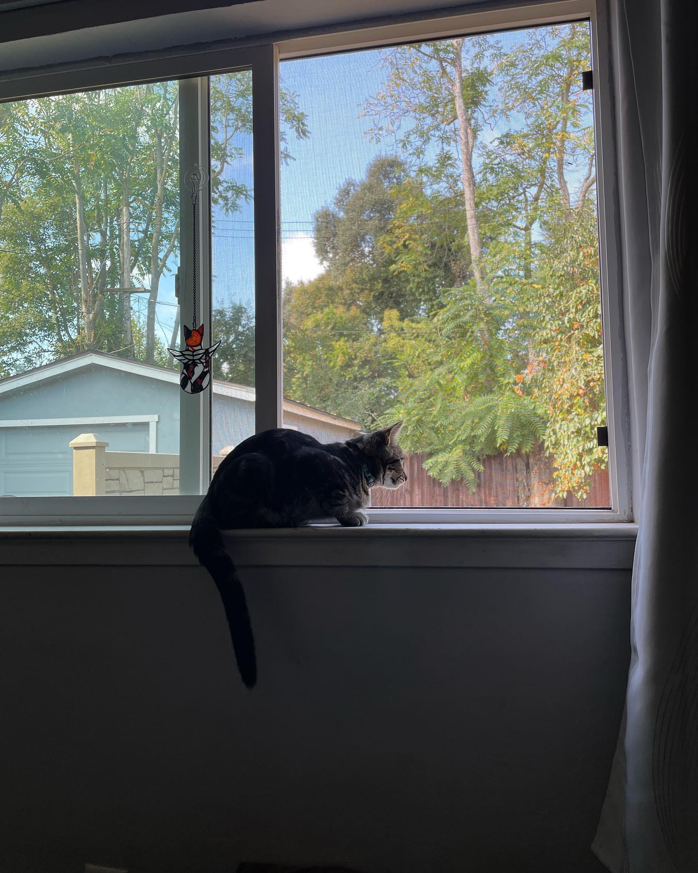 ⁣ Oct 29, 2023: My little sweetie pie Eamonn left for his new home 🥺 ⁣🥹 Luckily he found his forever home with an old friend of mine, so I can see the big boy he grows up to be! I...