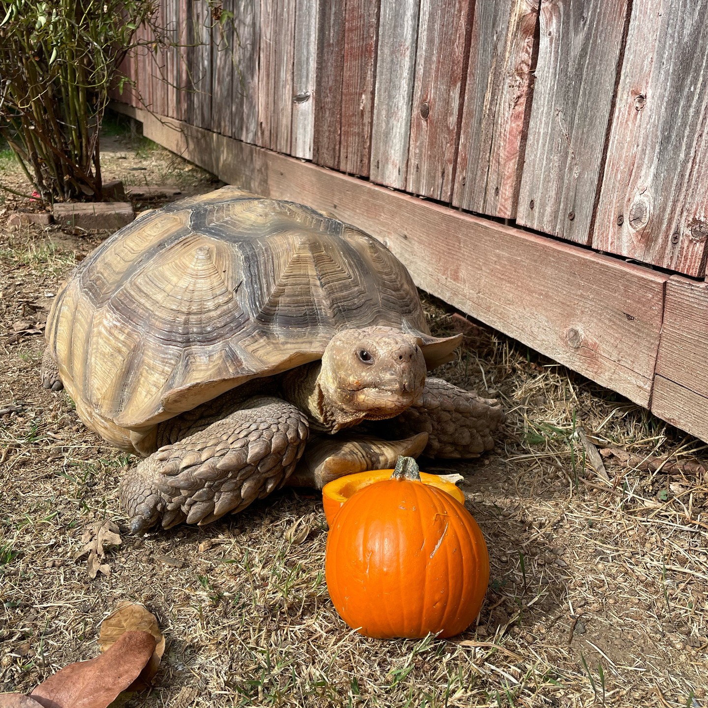 ⁣ Nov 4, 2023: 🎃 #africansulcata #africansulcatatortoise #africansulcatasofinstagram #tortoisesofinstagram #tortoisesofig #tortoisesofinsta #tortoisegram #pumpkin