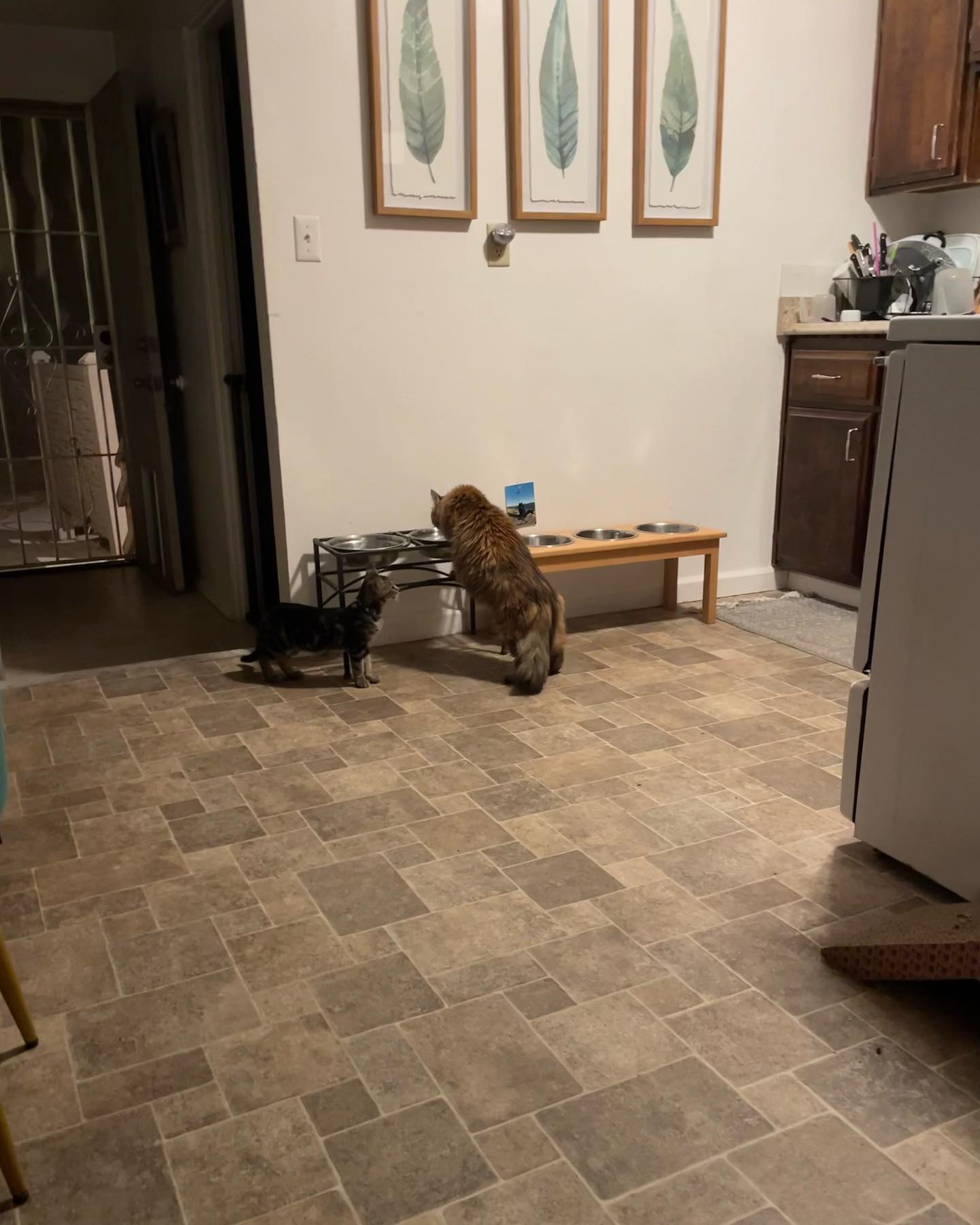 ⁣ Oct 29, 2023: My little sweetie pie Eamonn left for his new home 🥺 ⁣🥹 Luckily he found his forever home with an old friend of mine, so I can see the big boy he grows up to be! I...