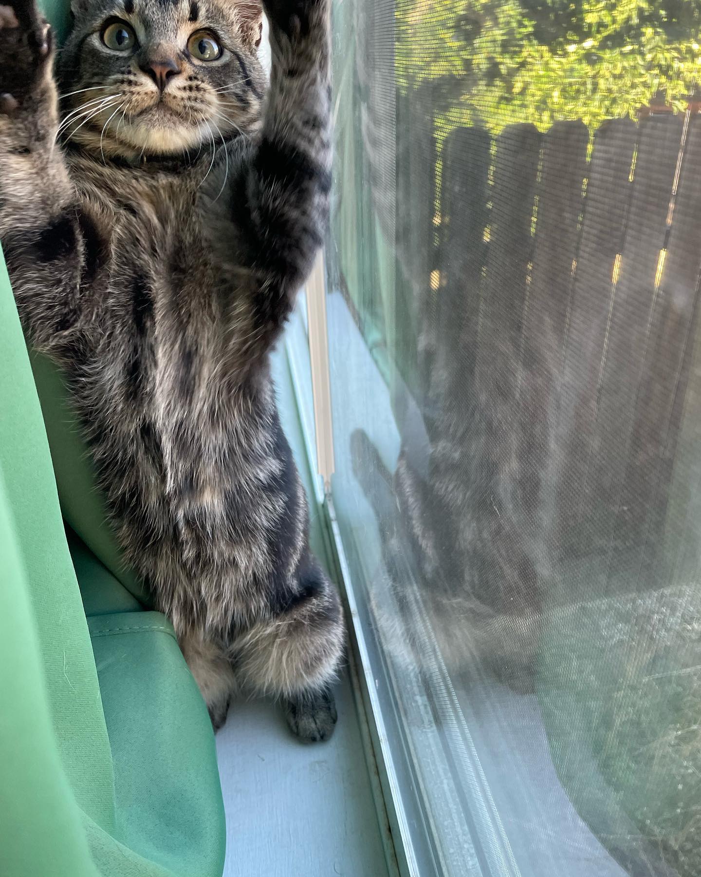 ⁣ Oct 29, 2023: My little sweetie pie Eamonn left for his new home 🥺 ⁣🥹 Luckily he found his forever home with an old friend of mine, so I can see the big boy he grows up to be! I...