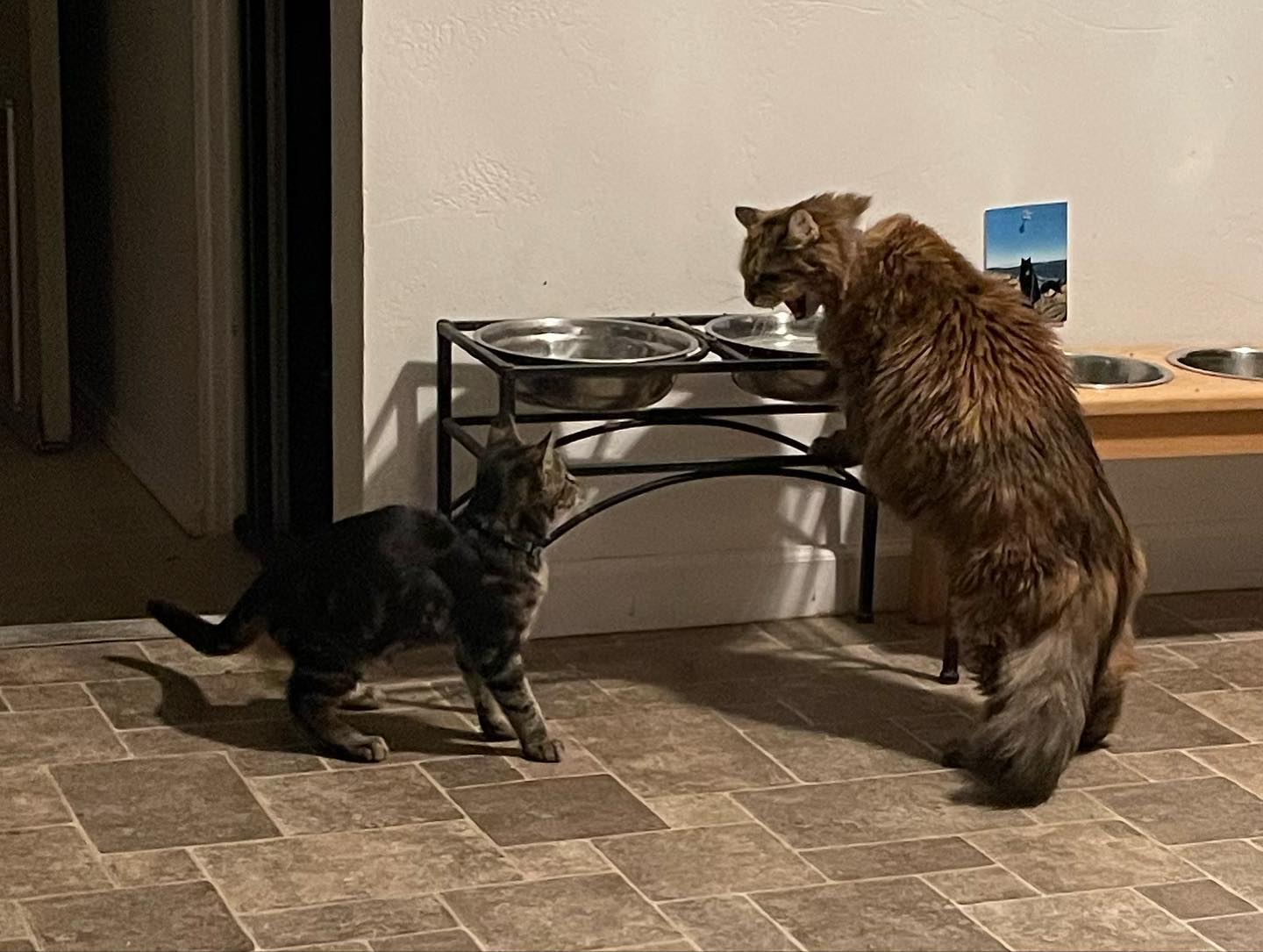 ⁣ Oct 29, 2023: Gypsy was not a fan of wee baby Eamonn 😾 ⁣ ⁣ #mainecoon (mix 😼) #mainecooncat #mainecooncatsofinstagram #catsofinstagram #catsofig #catsofinsta #catstagram #angryc...