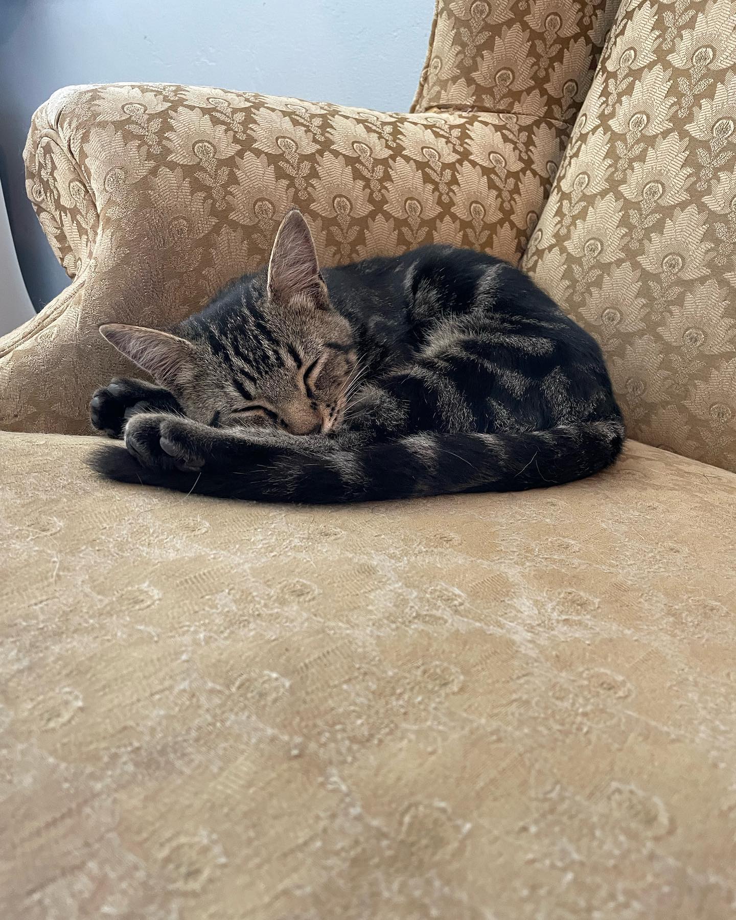 ⁣ Oct 29, 2023: My little sweetie pie Eamonn left for his new home 🥺 ⁣🥹 Luckily he found his forever home with an old friend of mine, so I can see the big boy he grows up to be! I...