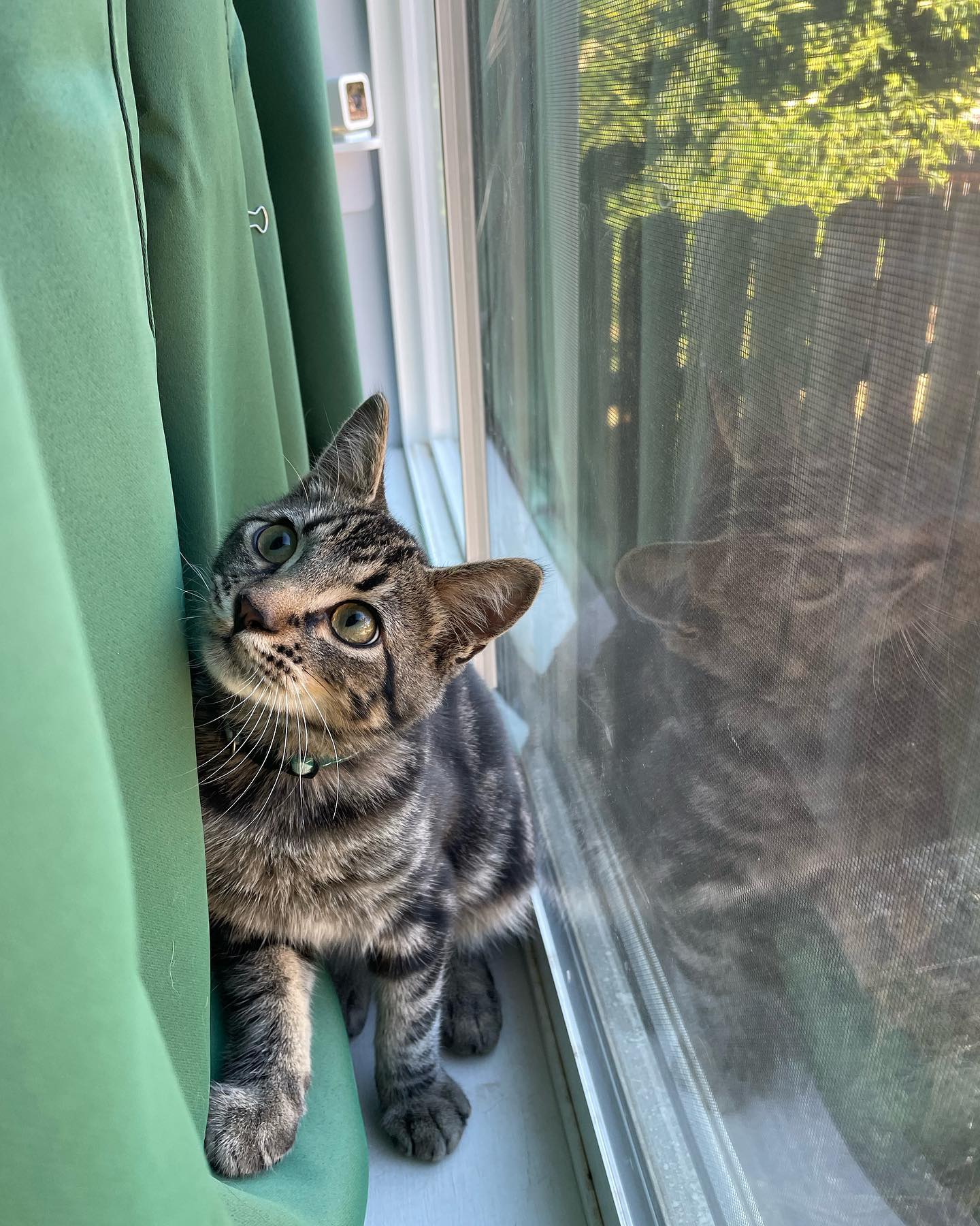 ⁣ Oct 29, 2023: My little sweetie pie Eamonn left for his new home 🥺 ⁣🥹 Luckily he found his forever home with an old friend of mine, so I can see the big boy he grows up to be! I...