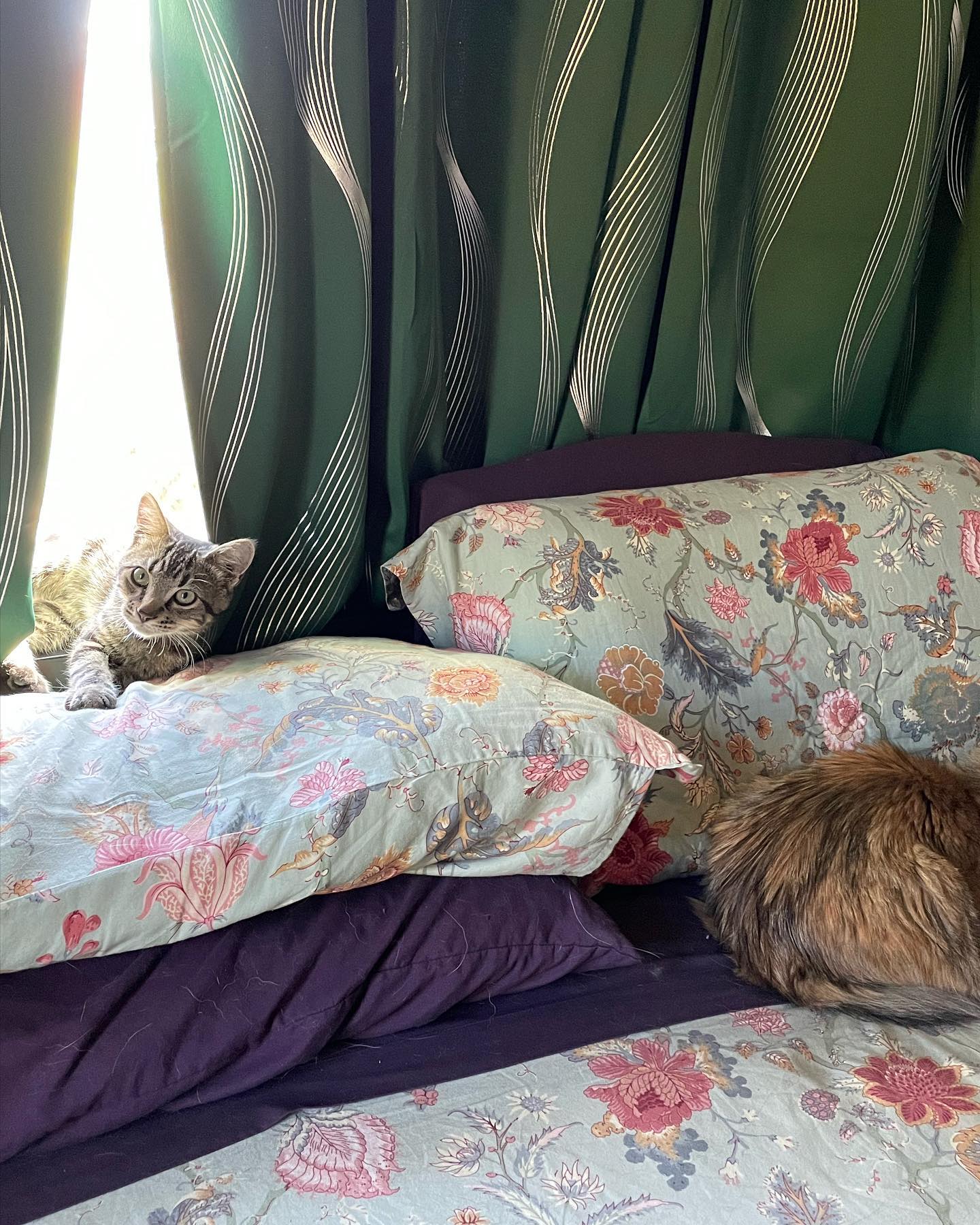 ⁣ Oct 29, 2023: My little sweetie pie Eamonn left for his new home 🥺 ⁣🥹 Luckily he found his forever home with an old friend of mine, so I can see the big boy he grows up to be! I...