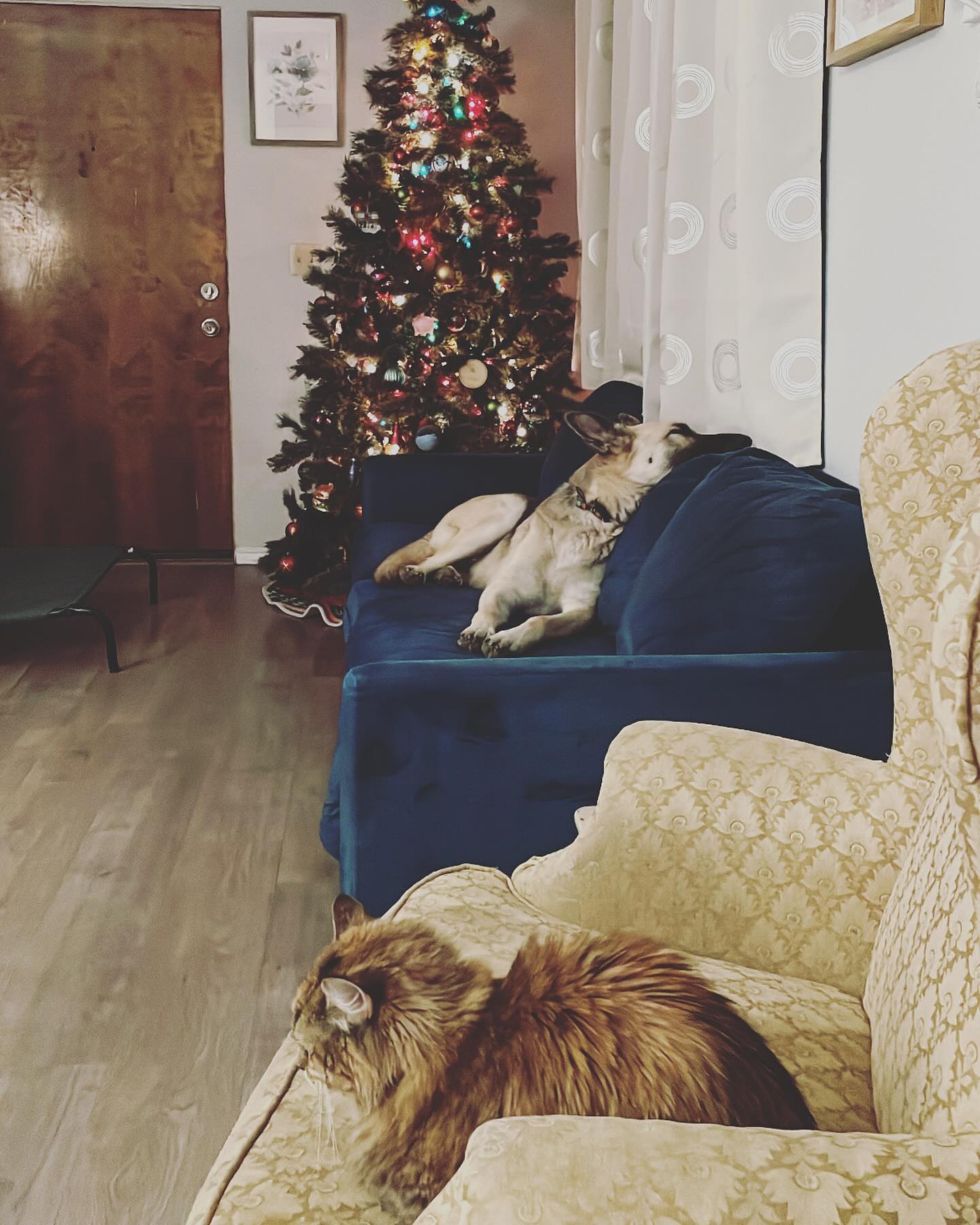 ⁣ 🎅🏻 𝓜𝓮𝓻𝓻𝔂 𝓒𝓱𝓻𝓲𝓼𝓽𝓶𝓪𝓼! 🎄