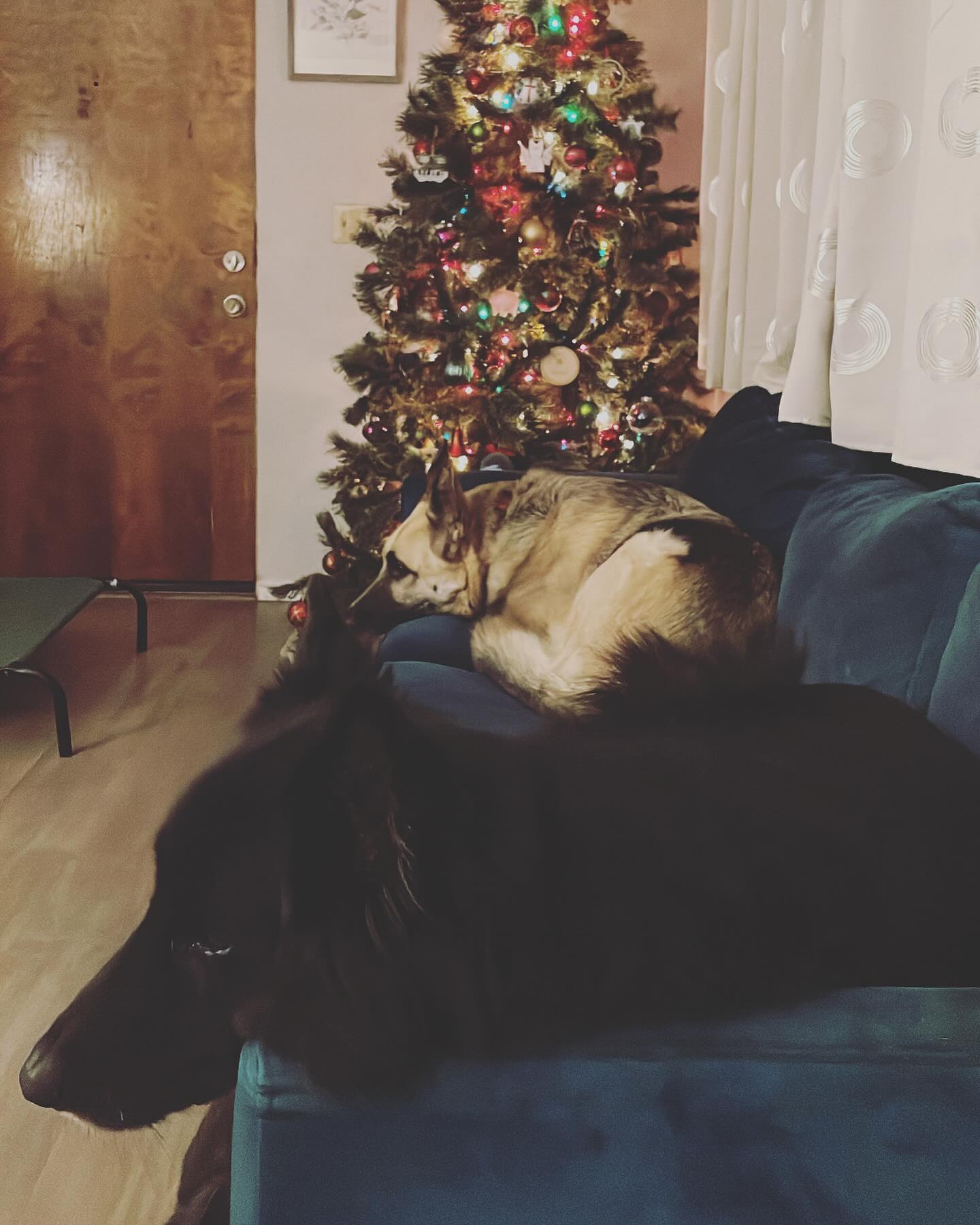 ⁣ Dec 23, 2023: 🎂 Happy 10th birthday to my handsome boy, Sirius Lee Padfoot!!! ❤️⁣ Sirius is the most loving bubba there has ever been, and I am SO lucky to be his momma. ⁣ ⁣ Als...