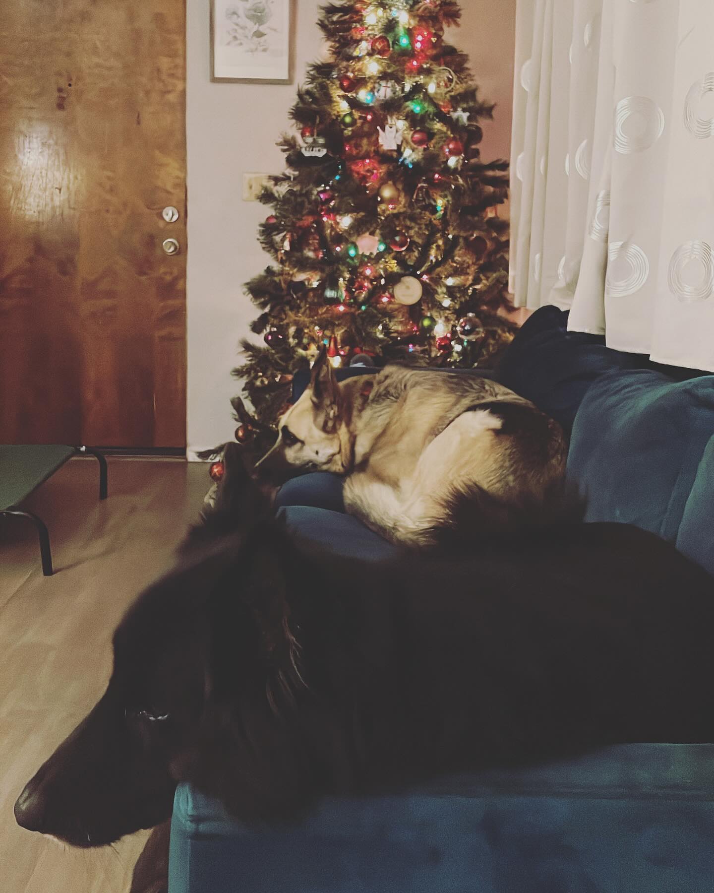 ⁣ 🎅🏻 𝓜𝓮𝓻𝓻𝔂 𝓒𝓱𝓻𝓲𝓼𝓽𝓶𝓪𝓼! 🎄