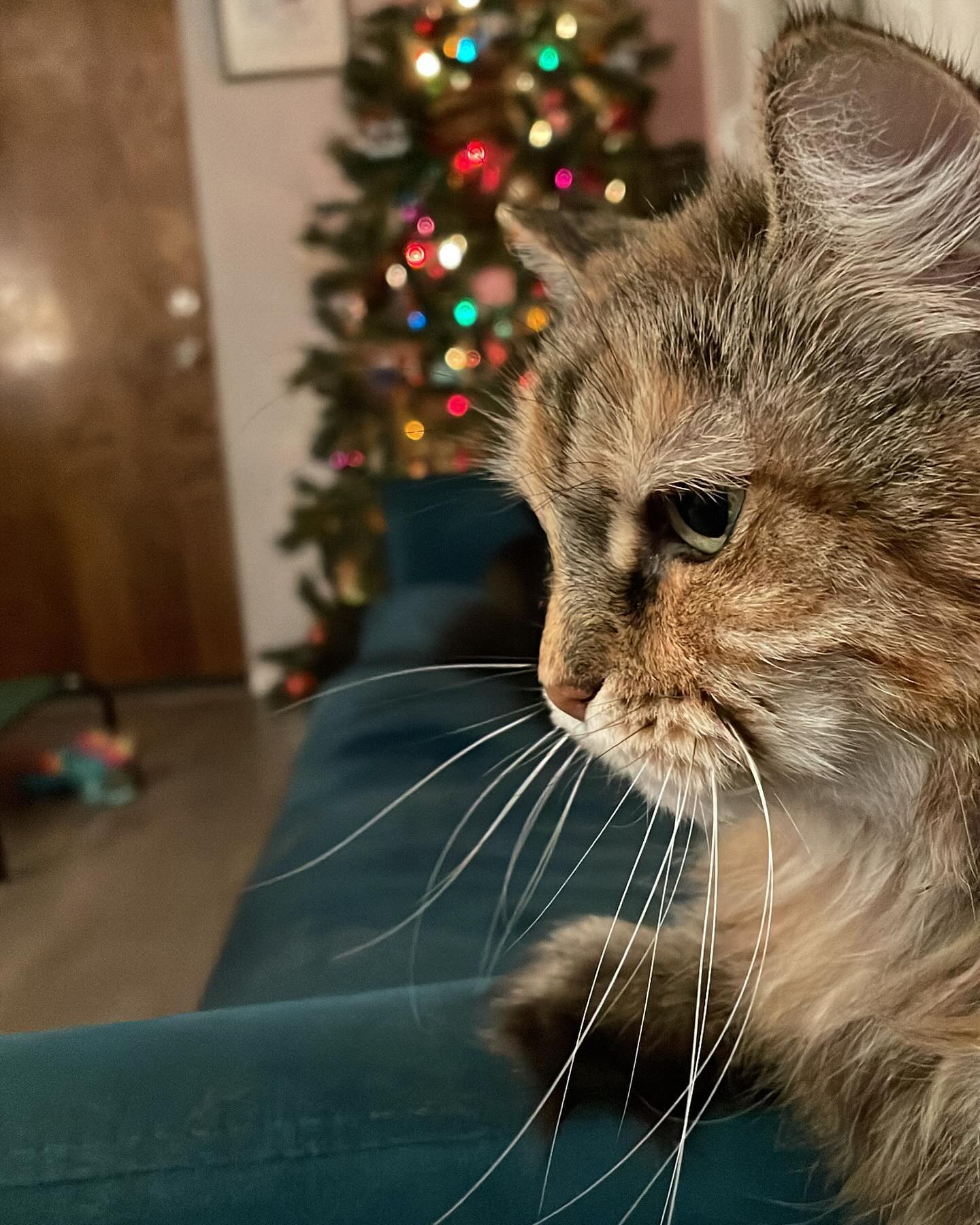 ⁣ 🎅🏻 𝓜𝓮𝓻𝓻𝔂 𝓒𝓱𝓻𝓲𝓼𝓽𝓶𝓪𝓼! 🎄