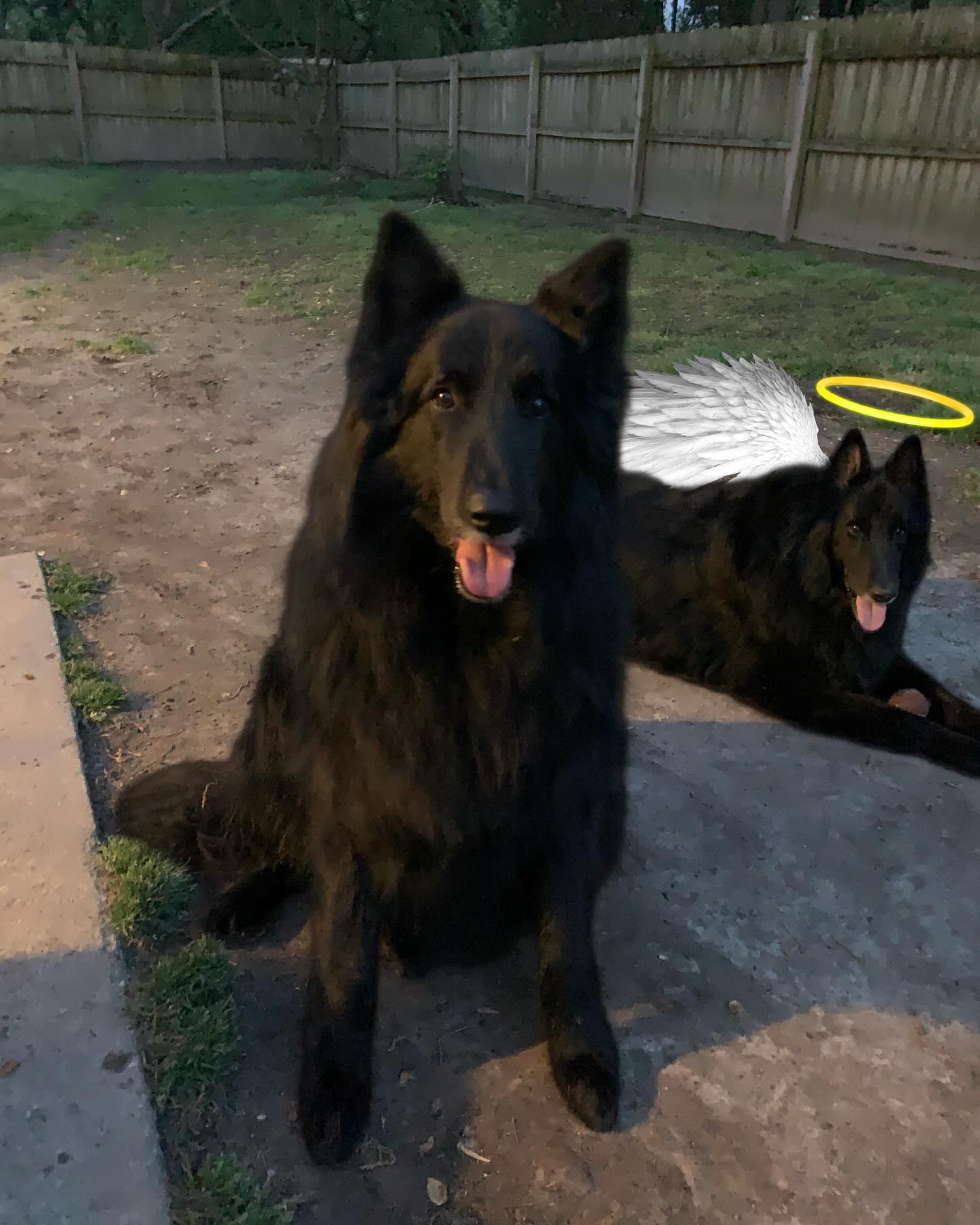 ⁣ Dec 23, 2023: 🎂 Happy 10th birthday to my handsome boy, Sirius Lee Padfoot!!! ❤️⁣ Sirius is the most loving bubba there has ever been, and I am SO lucky to be his momma. ⁣ ⁣ Als...