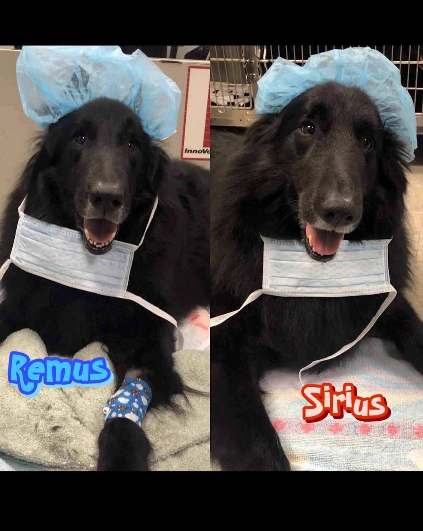⁣ Even as their mom, I sometimes get certain pictures of Sirius and Remus mixed up 😂⁣ TWINSIES! ⁣ ⁣ #groenendael #belgianshepherd #belgianshepherdgroenendael #dogsofinstagram #dog...