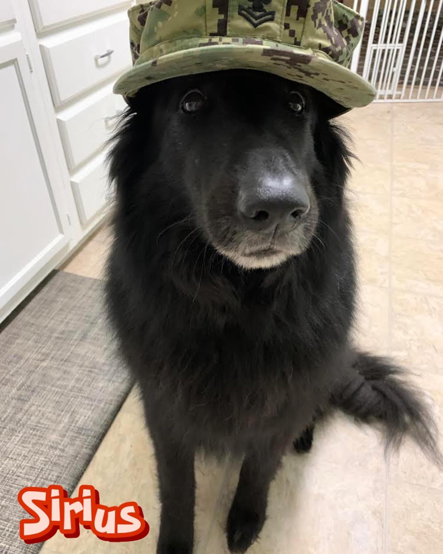 ⁣ Even as their mom, I sometimes get certain pictures of Sirius and Remus mixed up 😂⁣ TWINSIES! ⁣ ⁣ #groenendael #belgianshepherd #belgianshepherdgroenendael #dogsofinstagram #dog...