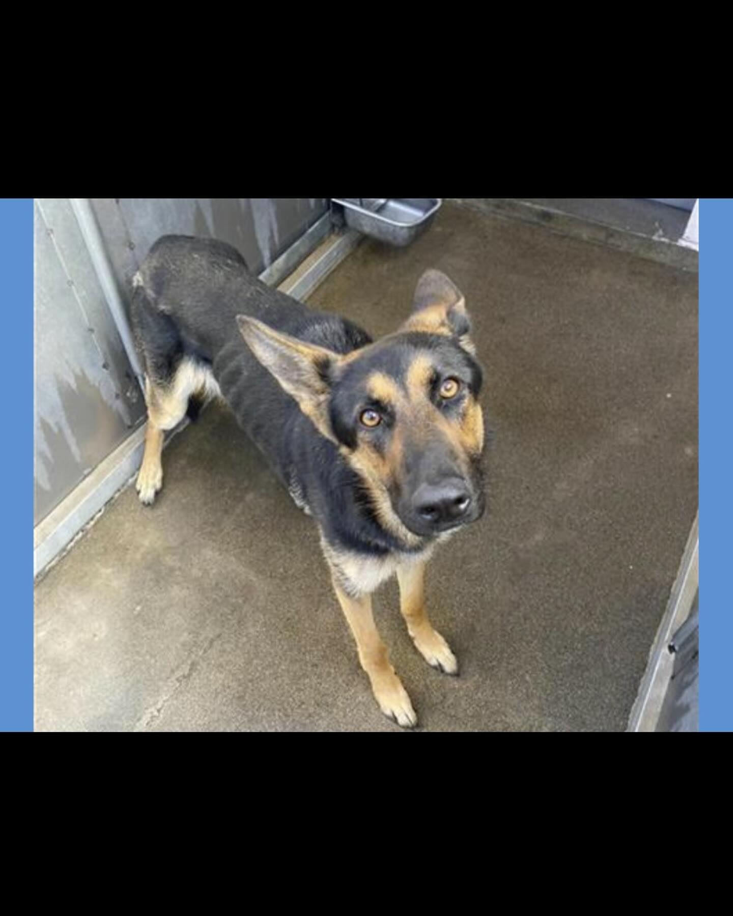 ⁣ May 31, 2024: Excited and VERY nervous to introduce Sigyn, aka Siggy 💜 ⁣ ⁣ Adopted from the Front Street Animal Shelter, she’s home and recovering from her spay surgery. ⁣ Initi...