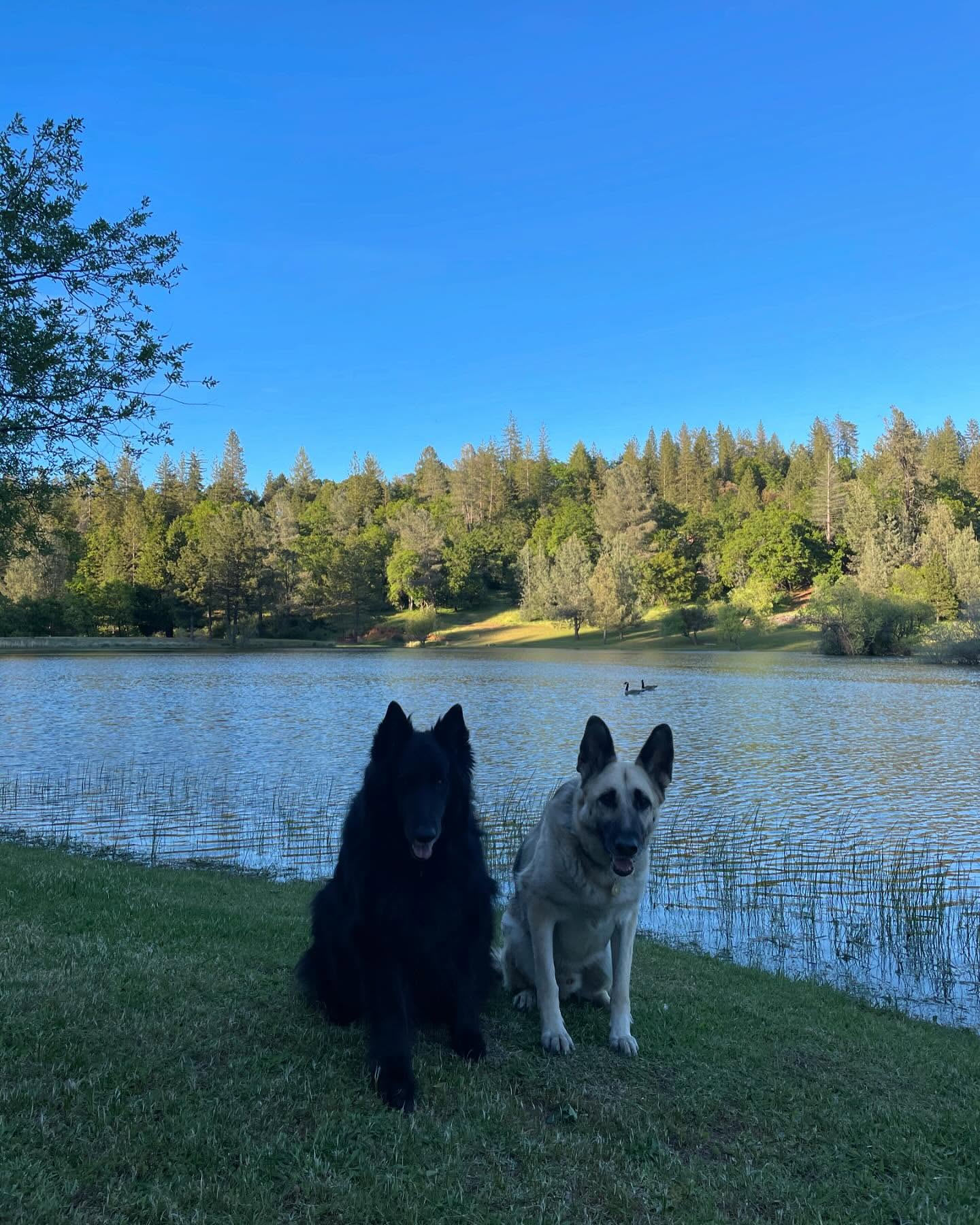 ⁣ Sirius and Loki loved visiting grandpa up the hill at his property! 🌲🚐🪵⁣ ⁣ #germanshepherd #gsd #belgianshepherd #belgianshepherdgroenendael #groenendael #dogs #camping #camping...