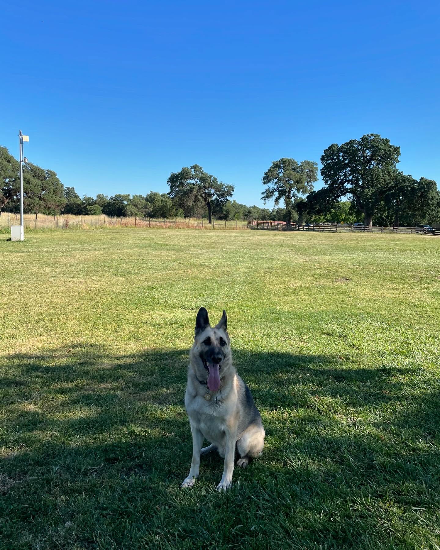 ⁣ May 11, 2024: Gibson Ranch Dog Park⁣ ⁣ #germanshepherd #gsd #dogs #dogpark #dogsplayingfetch