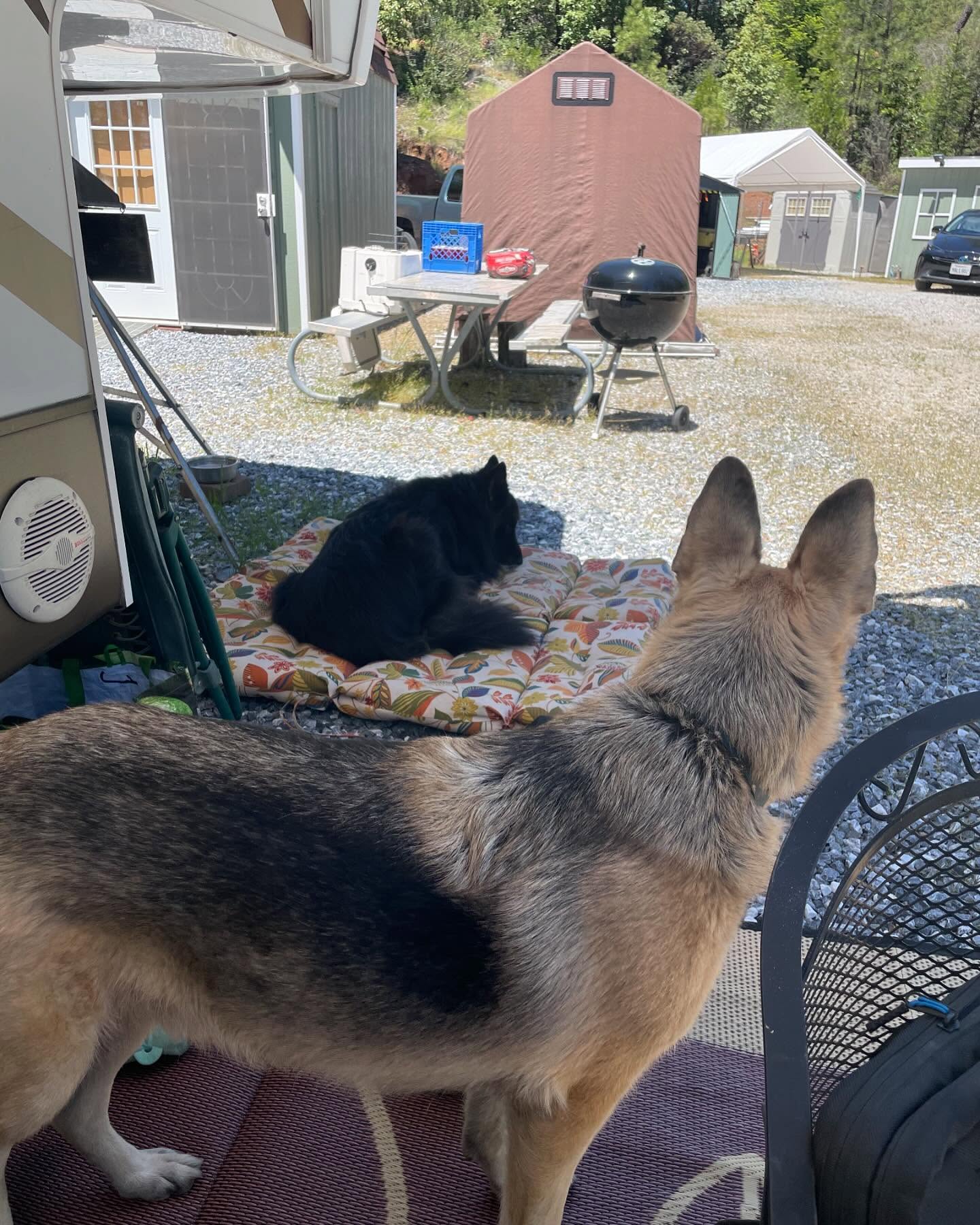 ⁣ Sirius and Loki loved visiting grandpa up the hill at his property! 🌲🚐🪵⁣ ⁣ #germanshepherd #gsd #belgianshepherd #belgianshepherdgroenendael #groenendael #dogs #camping #camping...