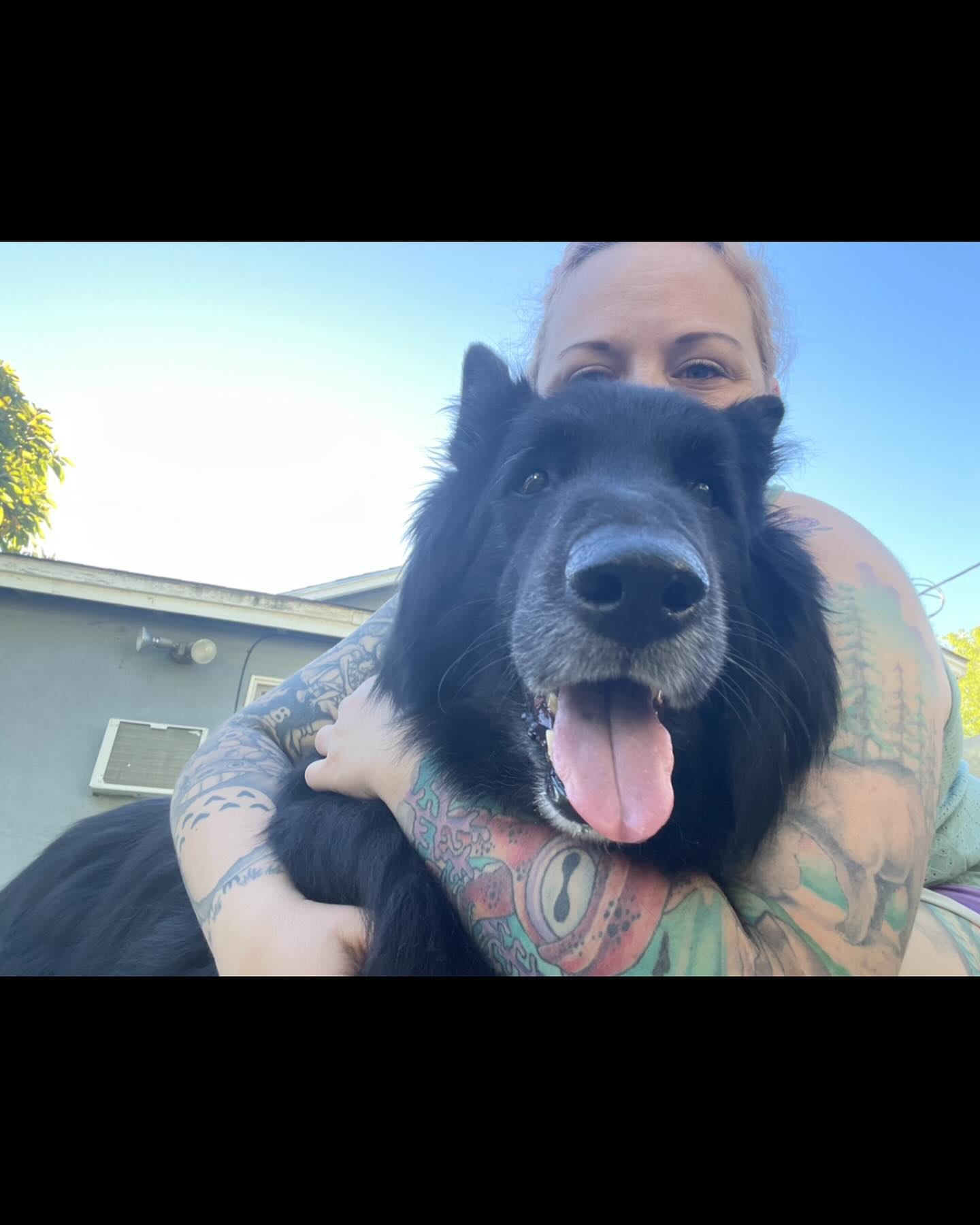 ⁣ 🐺 Rest in Peace, Sirius ⁣ Dec 23, 2013 - May 10, 2024⁣ My bubba