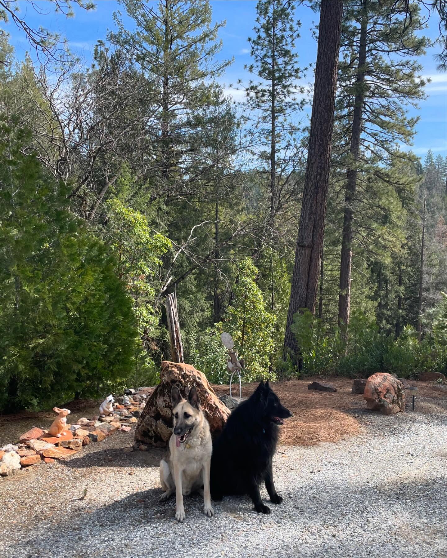 ⁣ Sirius and Loki loved visiting grandpa up the hill at his property! 🌲🚐🪵⁣ ⁣ #germanshepherd #gsd #belgianshepherd #belgianshepherdgroenendael #groenendael #dogs #camping #camping...