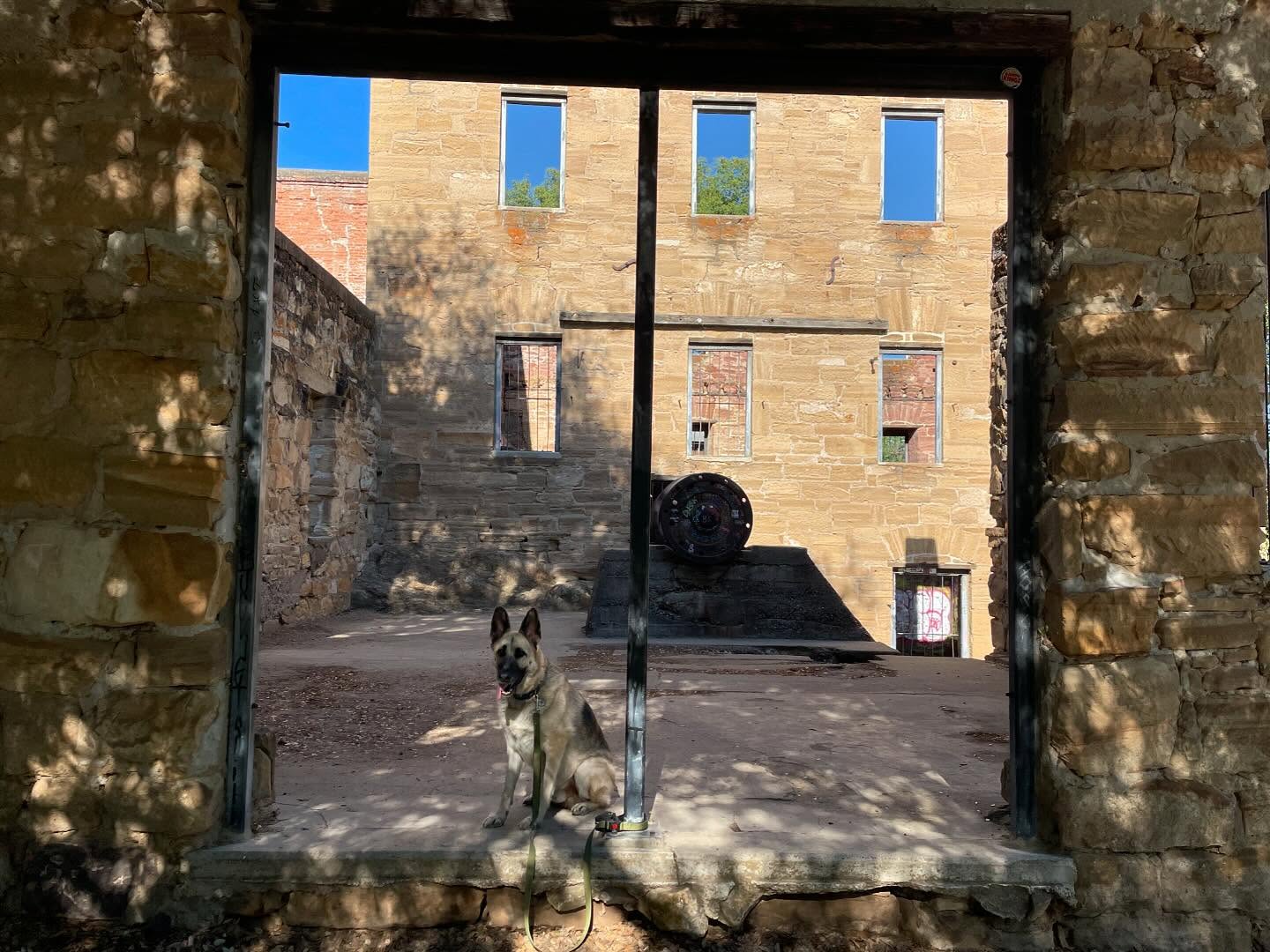 ⁣ May 12, 2024: Knights Ferry ⁣ ⁣ #germanshepherd #gsd #dogs #dogadventures